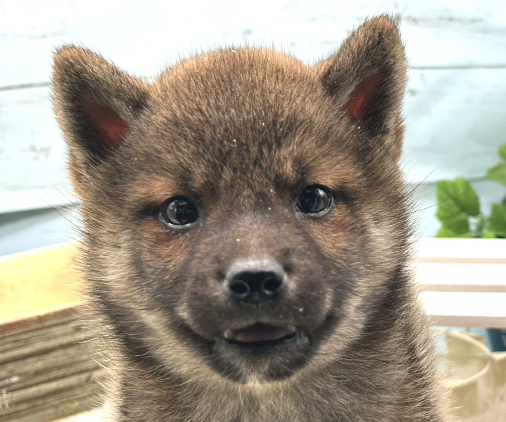 静岡県の柴犬(標準サイズ) (ペッツワン藤枝店/2025年11月29日生まれ/女の子/その他色)の子犬の1枚目の画像