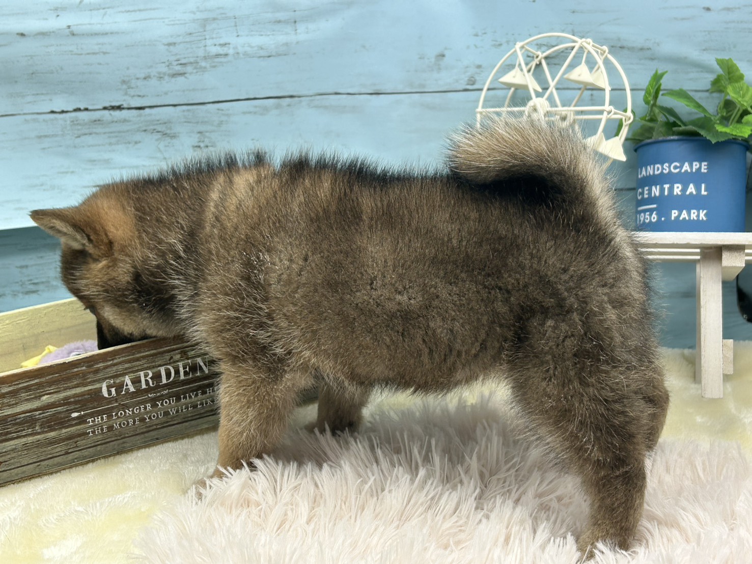 静岡県の柴犬(標準サイズ) (ペッツワン藤枝店/2025年11月29日生まれ/女の子/その他色)の子犬の3枚目の画像