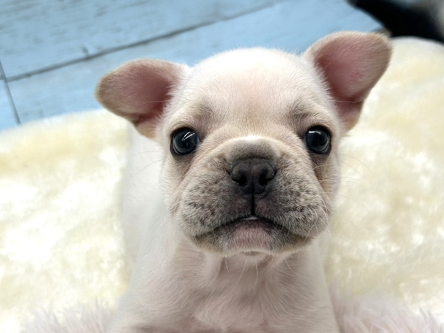 静岡県のフレンチブルドッグ (ペッツワン藤枝店/2025年11月30日生まれ/女の子/クリーム)の子犬の2枚目の画像