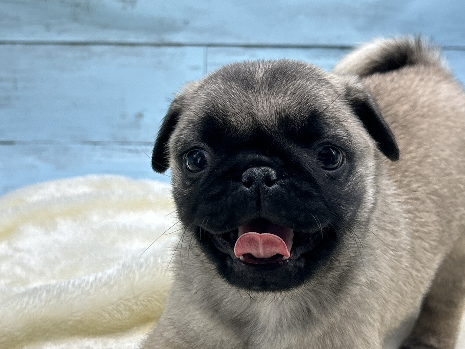 静岡県のパグ (ペッツワン藤枝店/2025年11月26日生まれ/男の子/その他色)の子犬の2枚目の画像