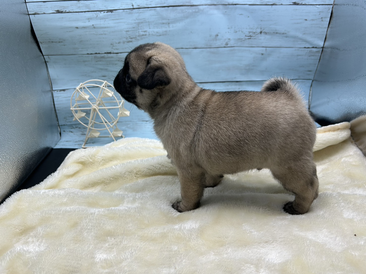 静岡県のパグ (ペッツワン藤枝店/2025年11月26日生まれ/男の子/その他色)の子犬の3枚目の画像