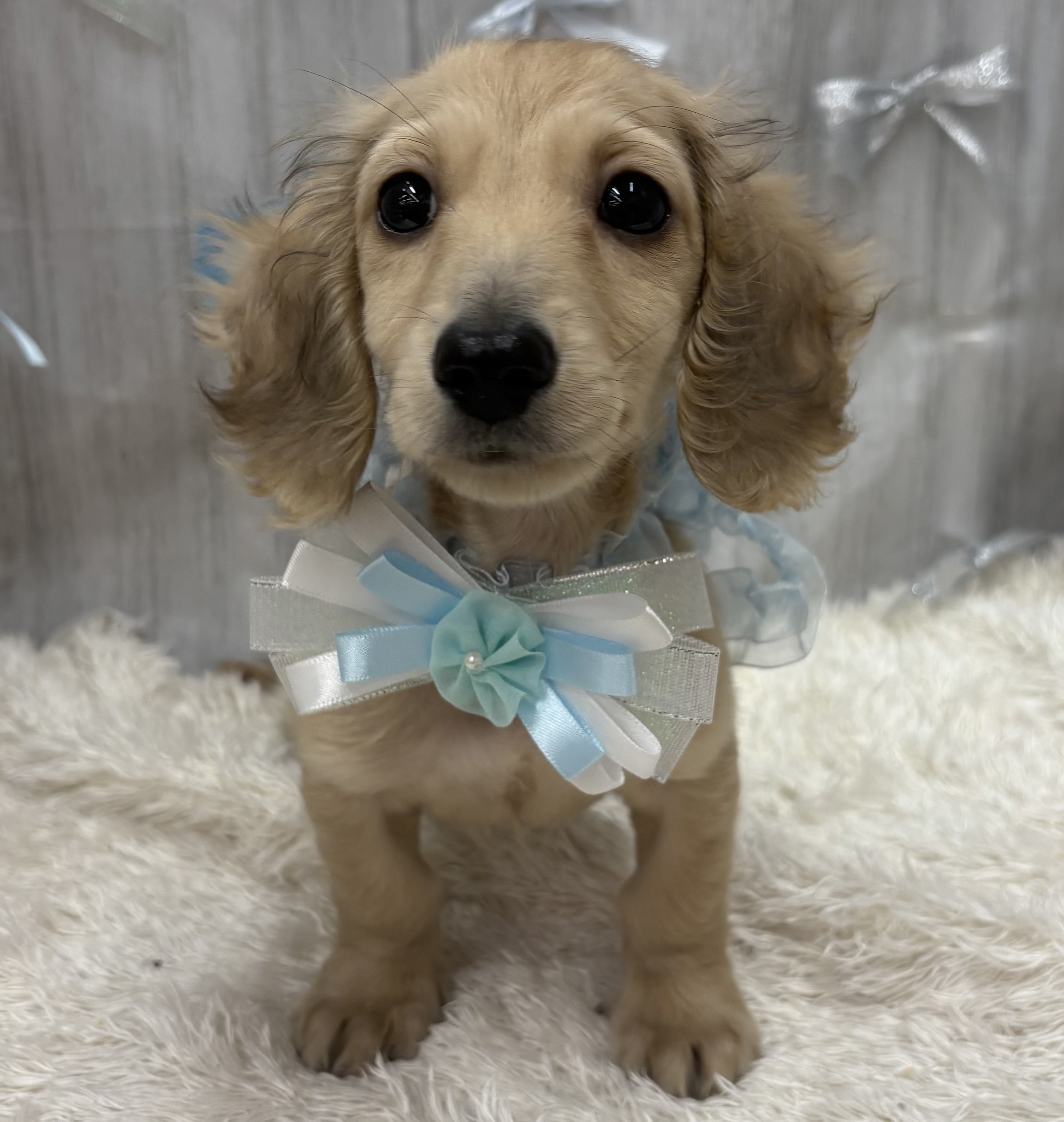 千葉県のミニチュアダックスフンド(ロング) (ペッツワン佐倉店/2025年10月16日生まれ/男の子/イエロー)の子犬