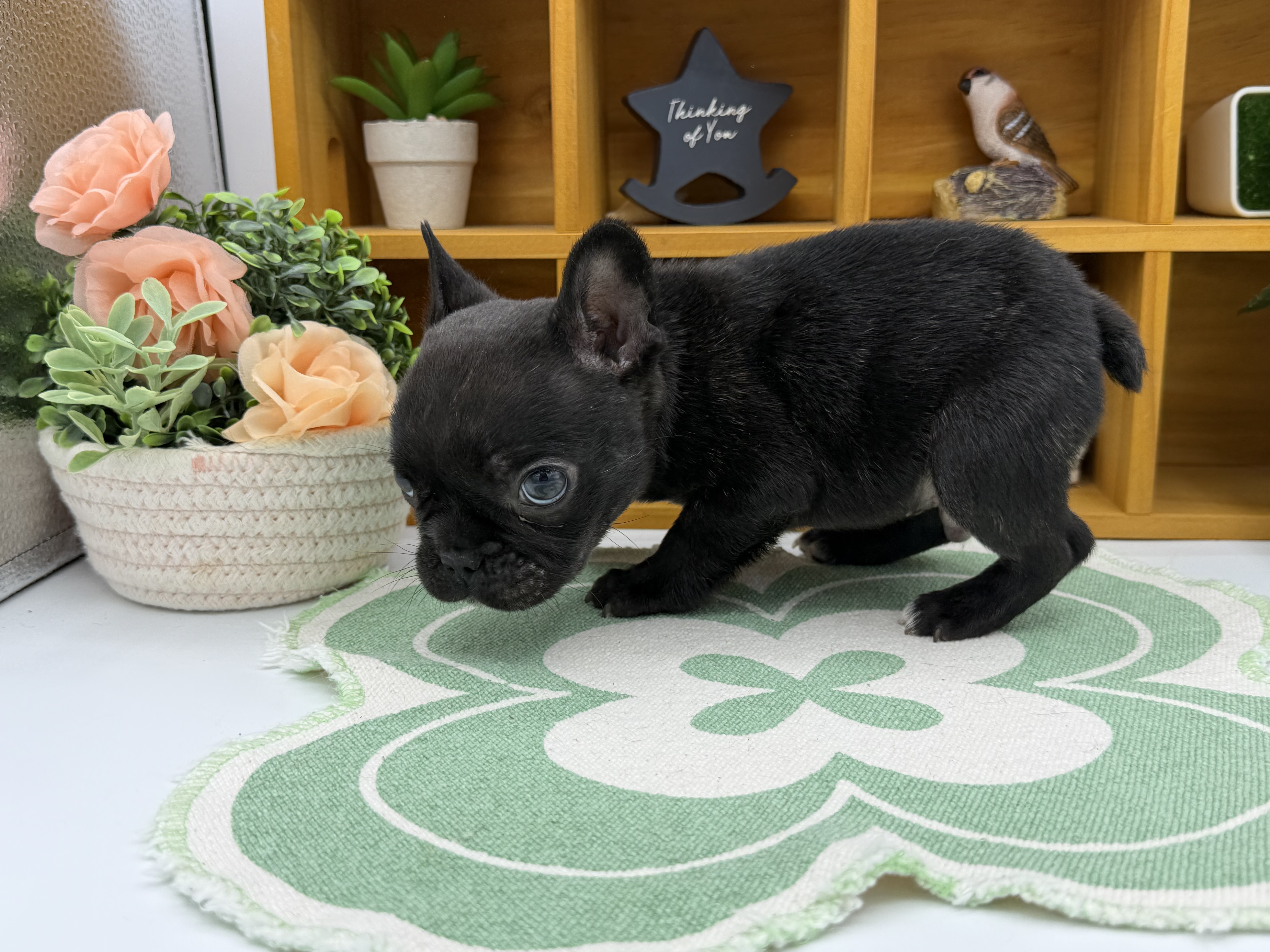 静岡県のフレンチブルドッグ (ペッツワン清水店/2025年11月24日生まれ/男の子/ブリンドル)の子犬の3枚目の画像