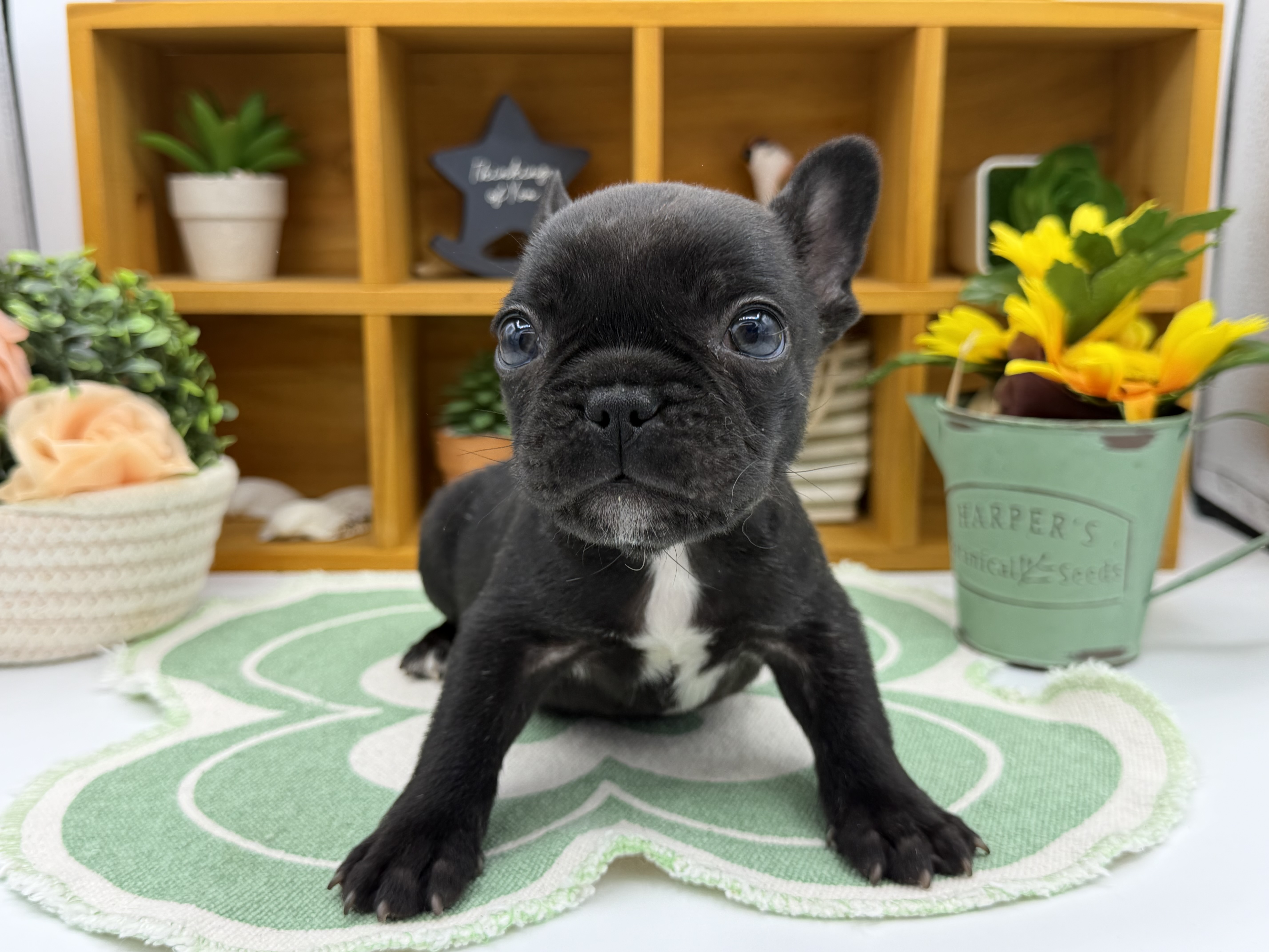 静岡県のフレンチブルドッグ (ペッツワン清水店/2025年11月24日生まれ/男の子/ブリンドル)の子犬の1枚目の画像