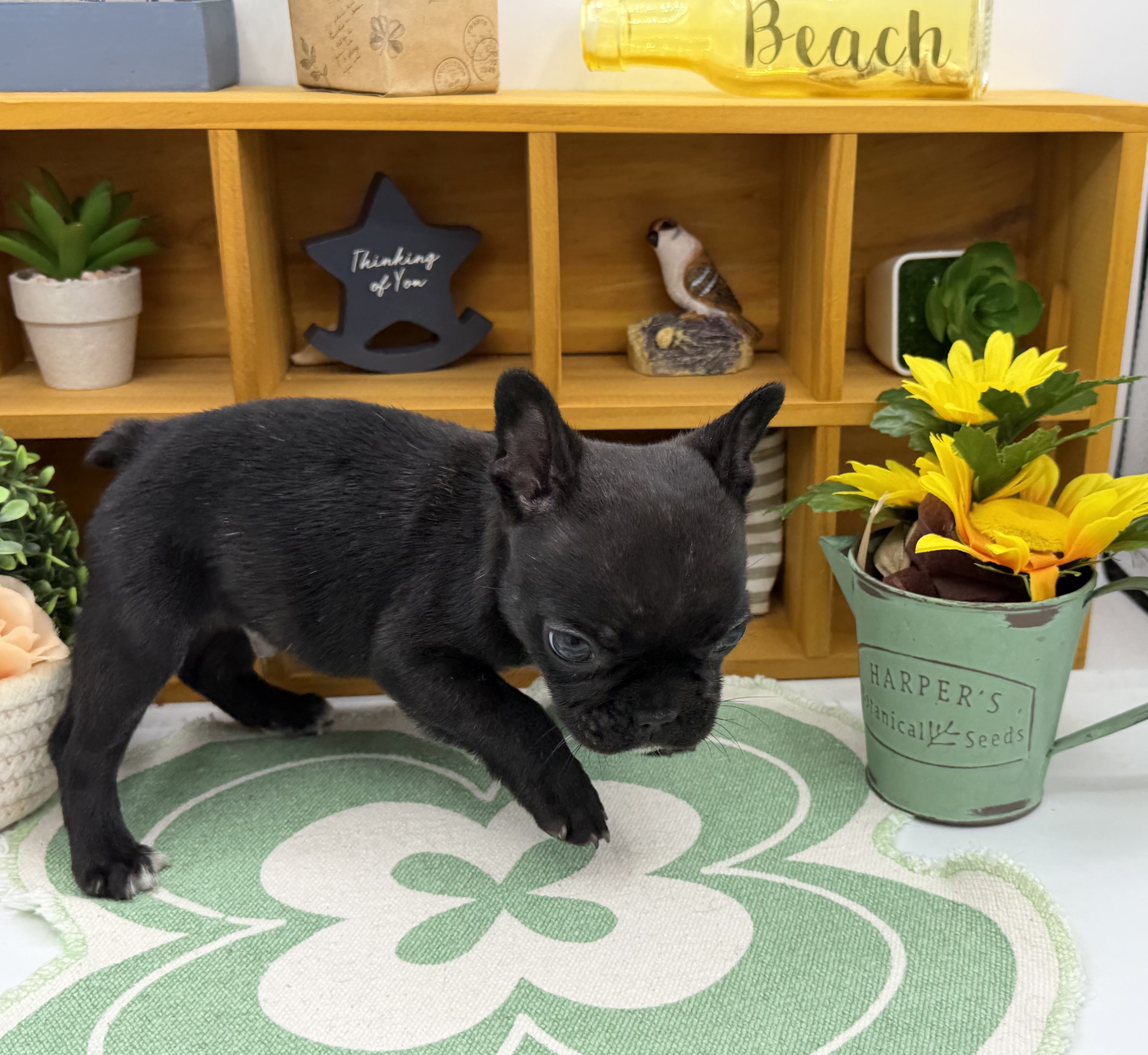 静岡県のフレンチブルドッグ (ペッツワン清水店/2025年11月24日生まれ/男の子/ブリンドル)の子犬の2枚目の画像