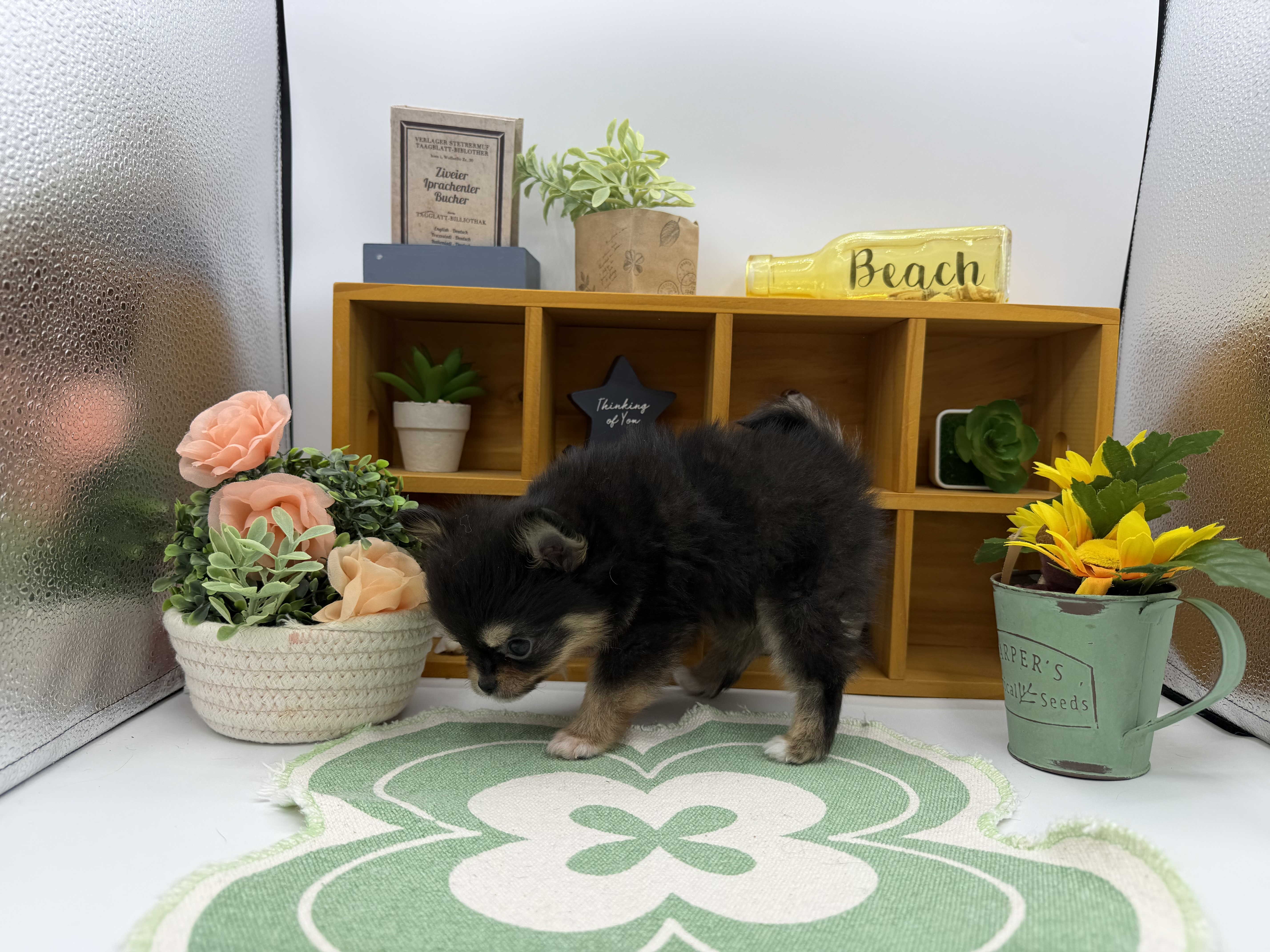 静岡県のハーフ犬・ミックス犬 (ペッツワン清水店/2025年11月20日生まれ/女の子/ブラックタン)の子犬の3枚目の画像