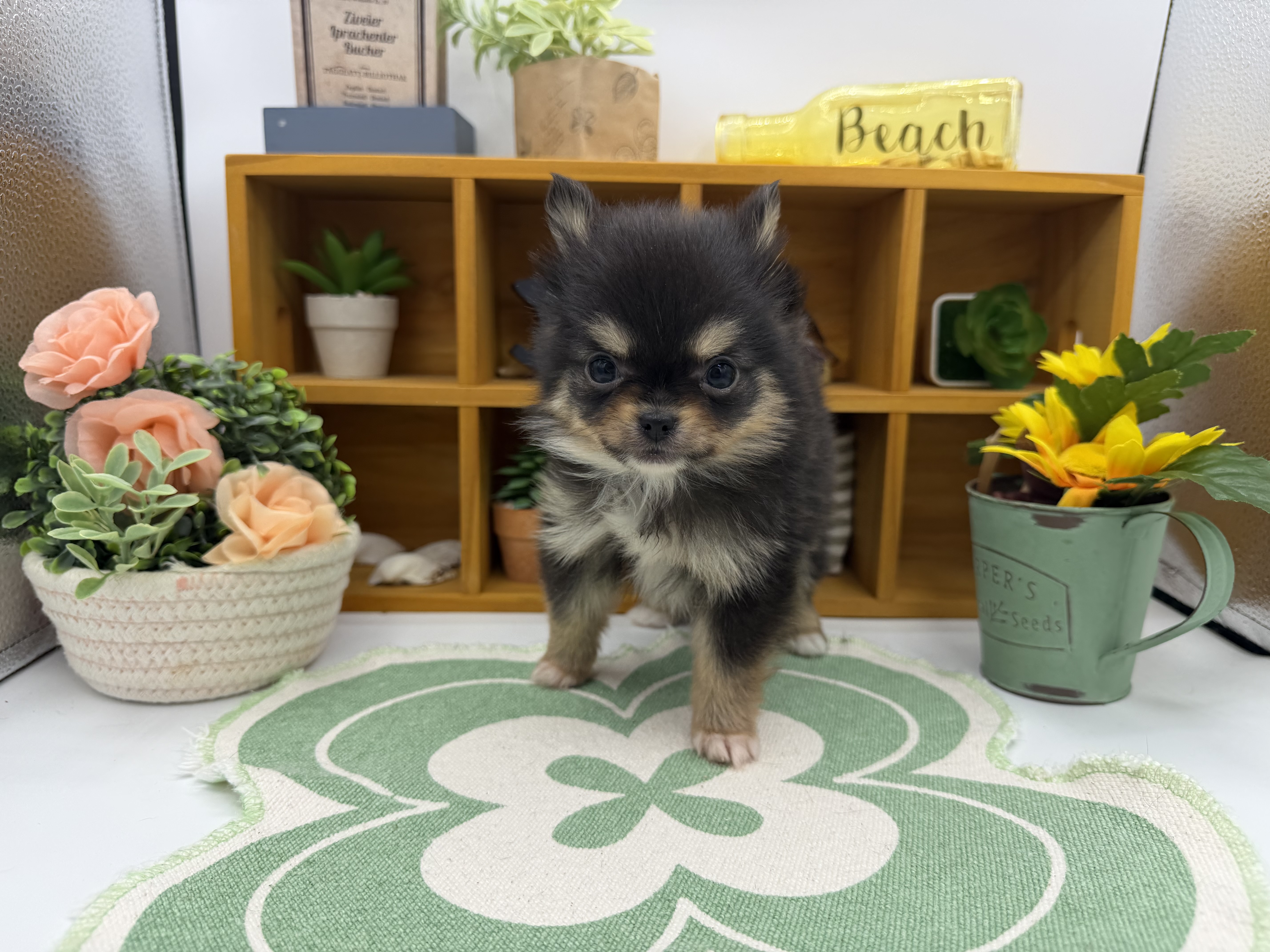 静岡県のハーフ犬・ミックス犬 (ペッツワン清水店/2025年11月20日生まれ/女の子/ブラックタン)の子犬の1枚目の画像