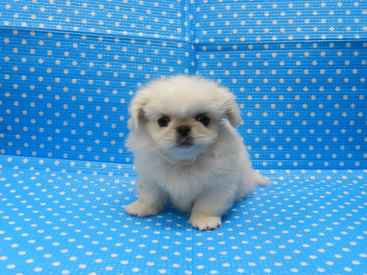 静岡県のペキニーズ (ペッツワン御殿場店/2025年11月30日生まれ/男の子/ホワイト)の子犬