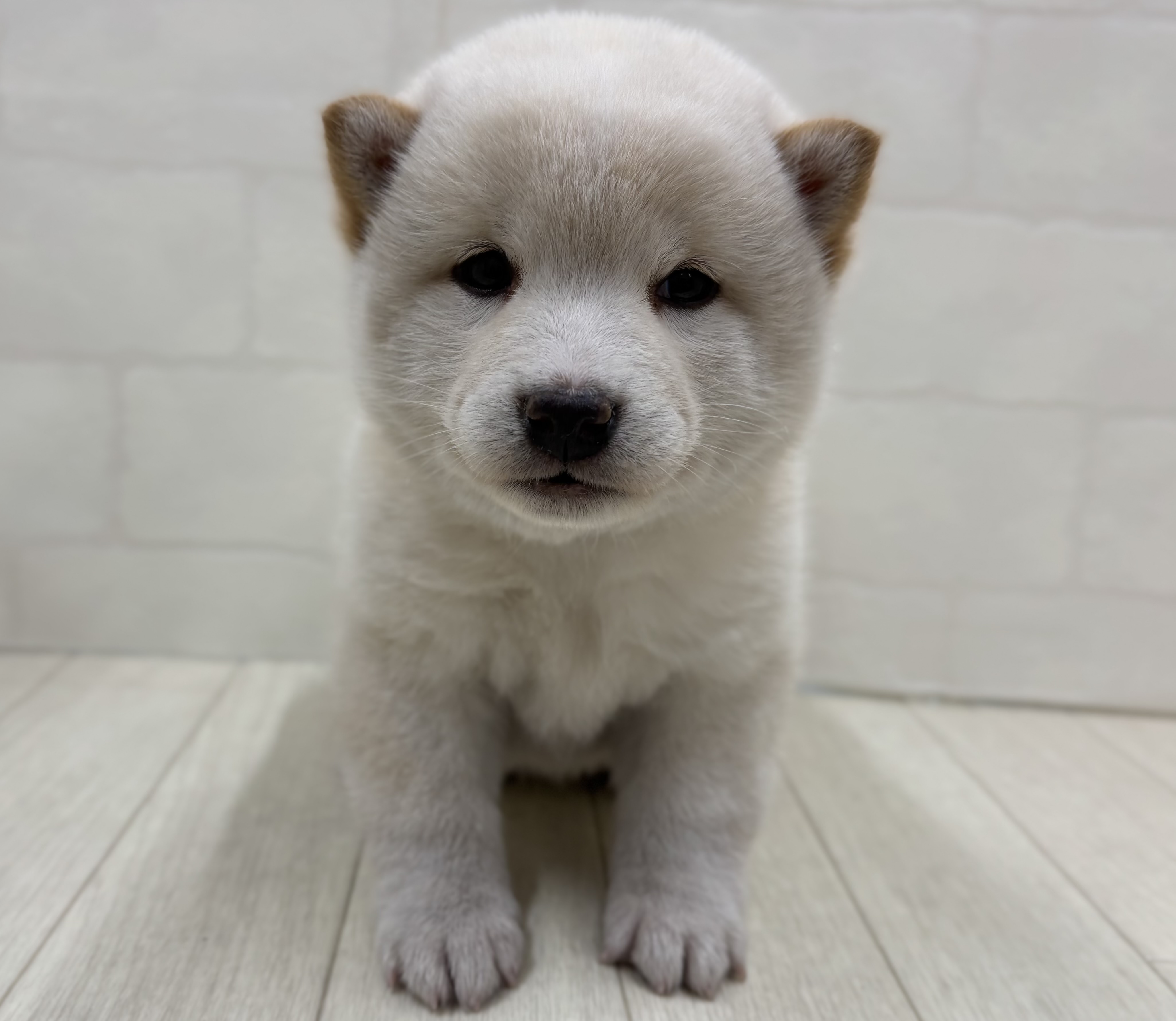 埼玉県の柴犬(標準サイズ) (ペッツワン大利根店/2025年12月2日生まれ/女の子/白)の子犬の1枚目の画像