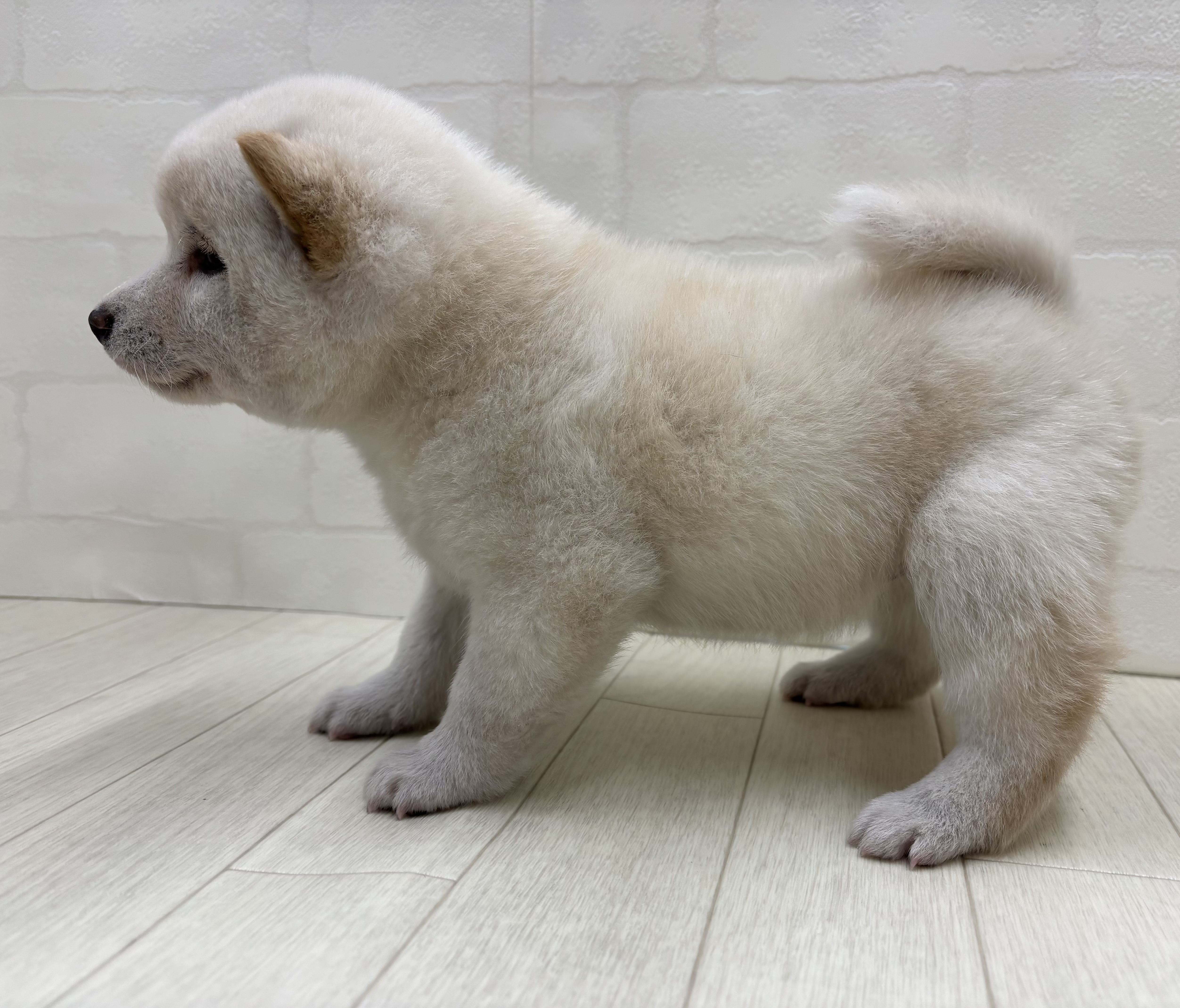 埼玉県の柴犬(標準サイズ) (ペッツワン大利根店/2025年12月2日生まれ/女の子/白)の子犬の3枚目の画像