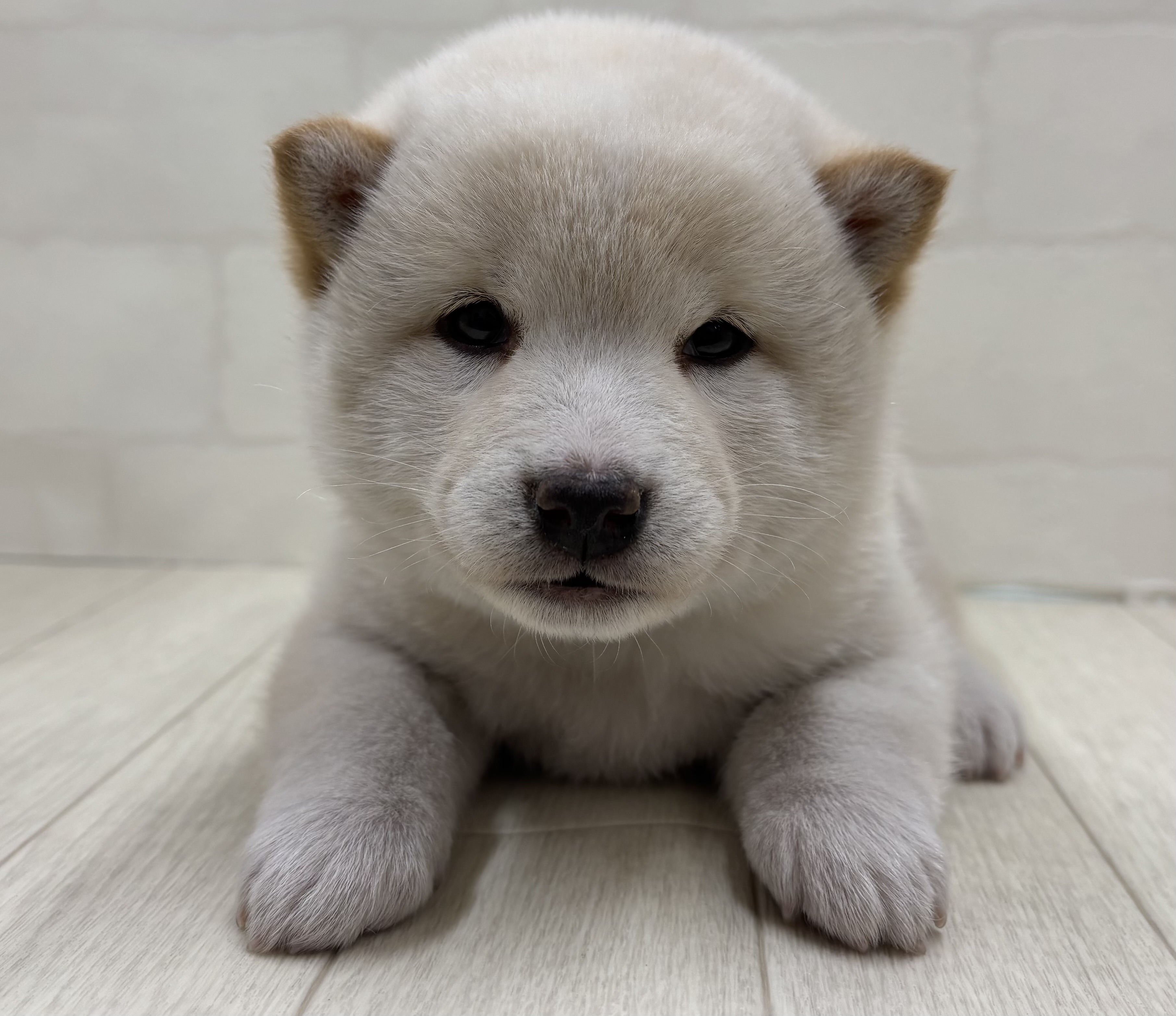 埼玉県の柴犬(標準サイズ) (ペッツワン大利根店/2025年12月2日生まれ/女の子/白)の子犬の2枚目の画像