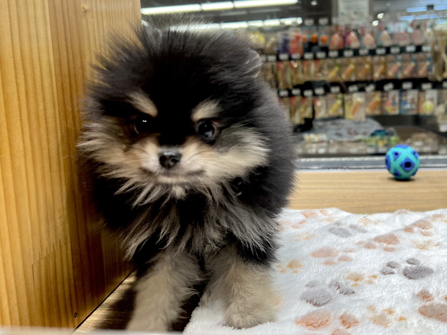愛知県のポメラニアン (ペッツワン名古屋堀田店/2025年11月19日生まれ/男の子/ブラックタン)の子犬の2枚目の画像