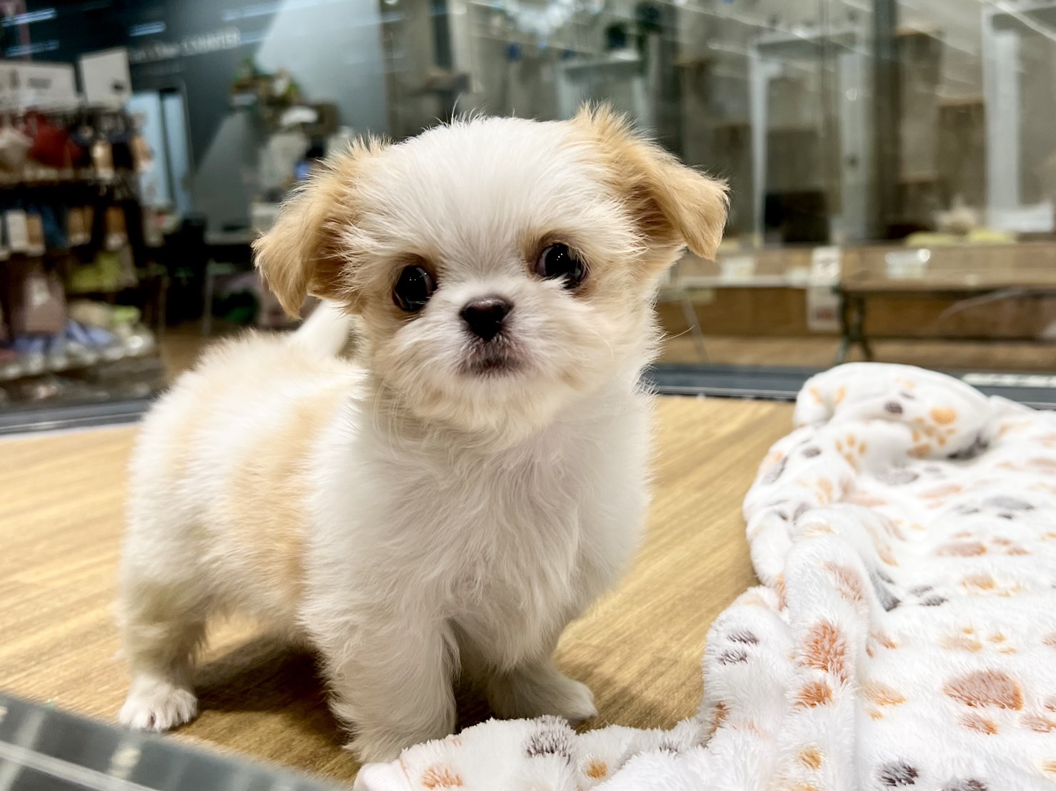 愛知県のハーフ犬・ミックス犬 (ペッツワン名古屋堀田店/2025年11月23日生まれ/女の子/クリームホワイト)の子犬の2枚目の画像