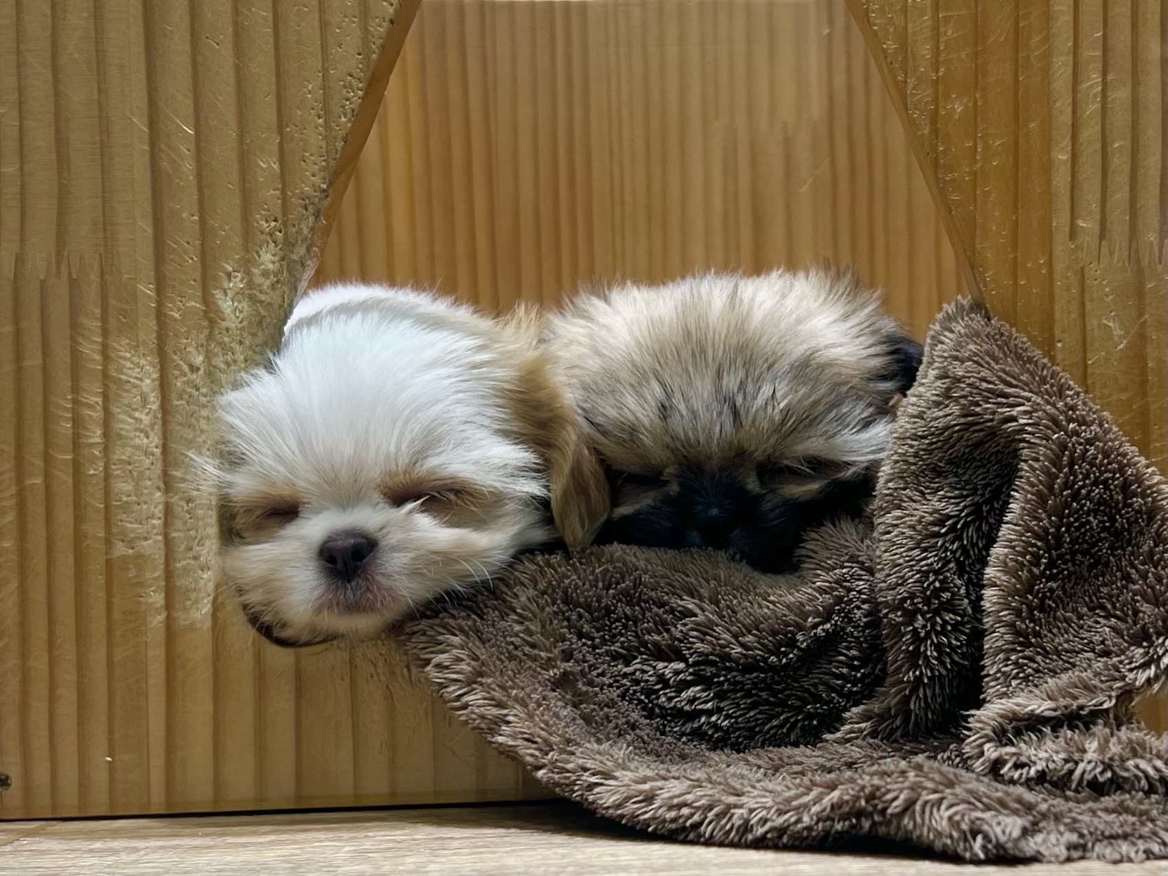 愛知県のハーフ犬・ミックス犬 (ペッツワン名古屋堀田店/2025年11月23日生まれ/男の子/フォーン)の子犬の3枚目の画像