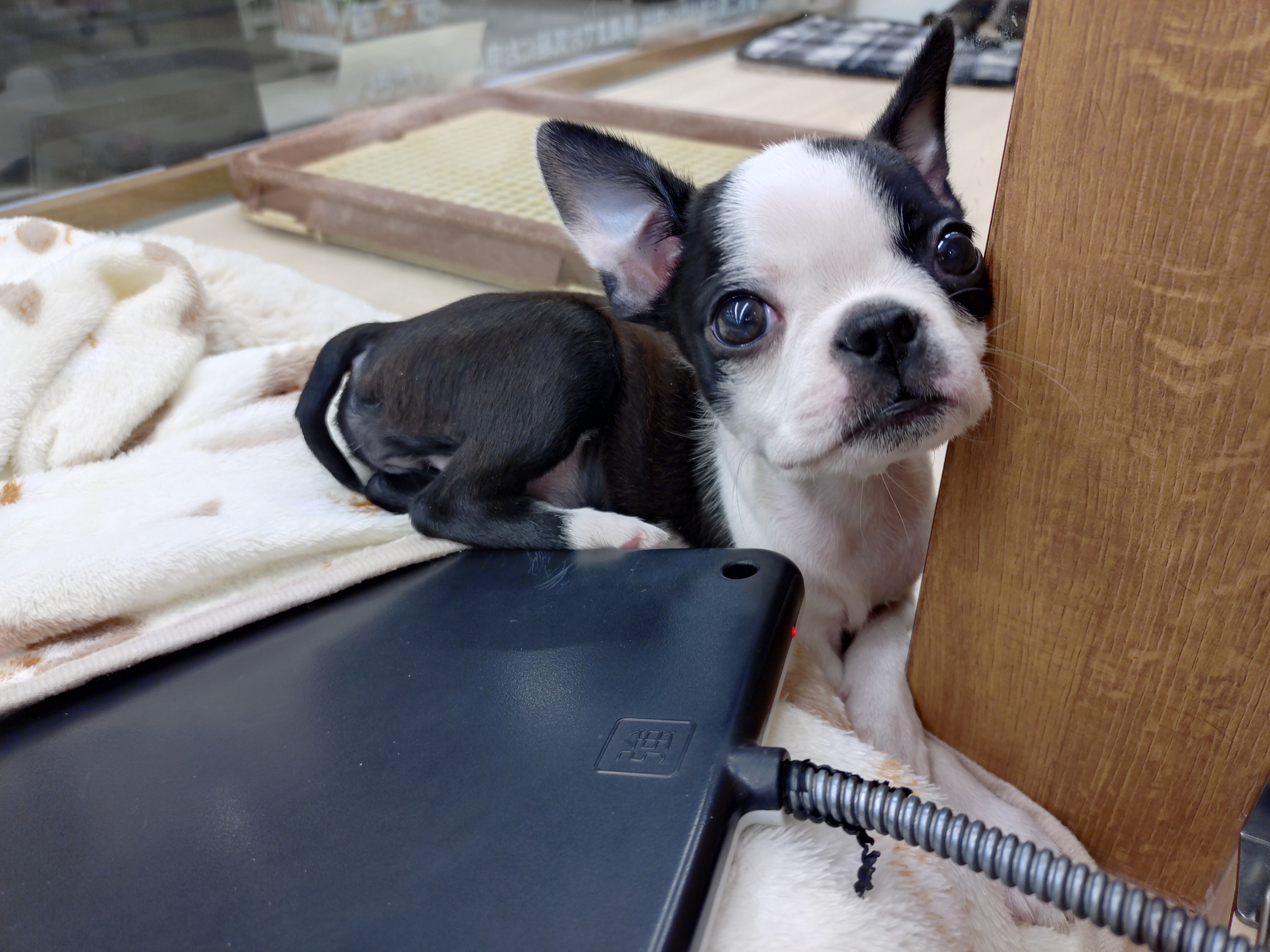 岐阜県のボストンテリア (ペッツワン関店/2025年11月22日生まれ/女の子/ボストンカラー)の子犬