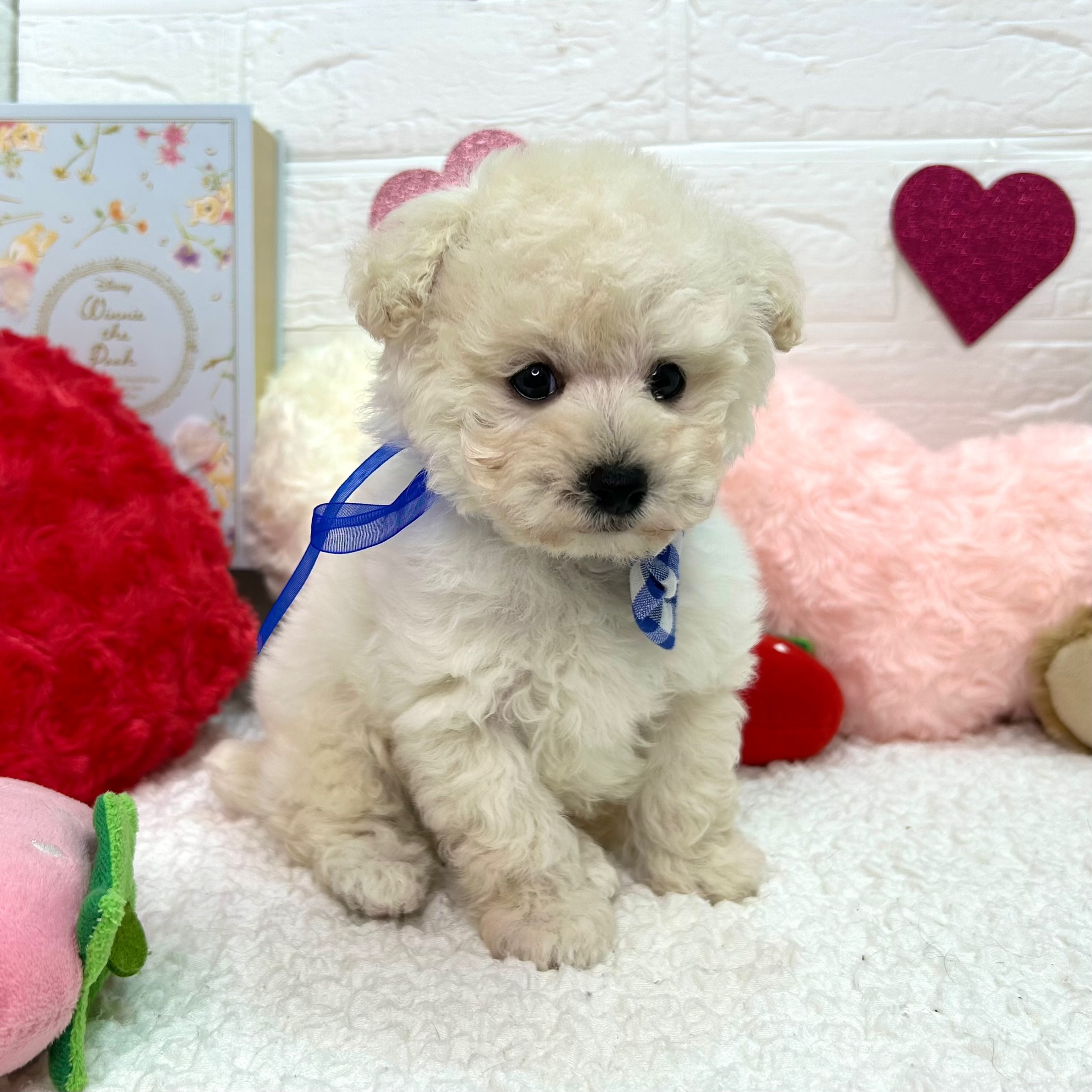 大阪府のトイプードル(トイ) (ペッツワン東大阪店/2025年12月3日生まれ/男の子/ホワイト)の子犬の2枚目の画像