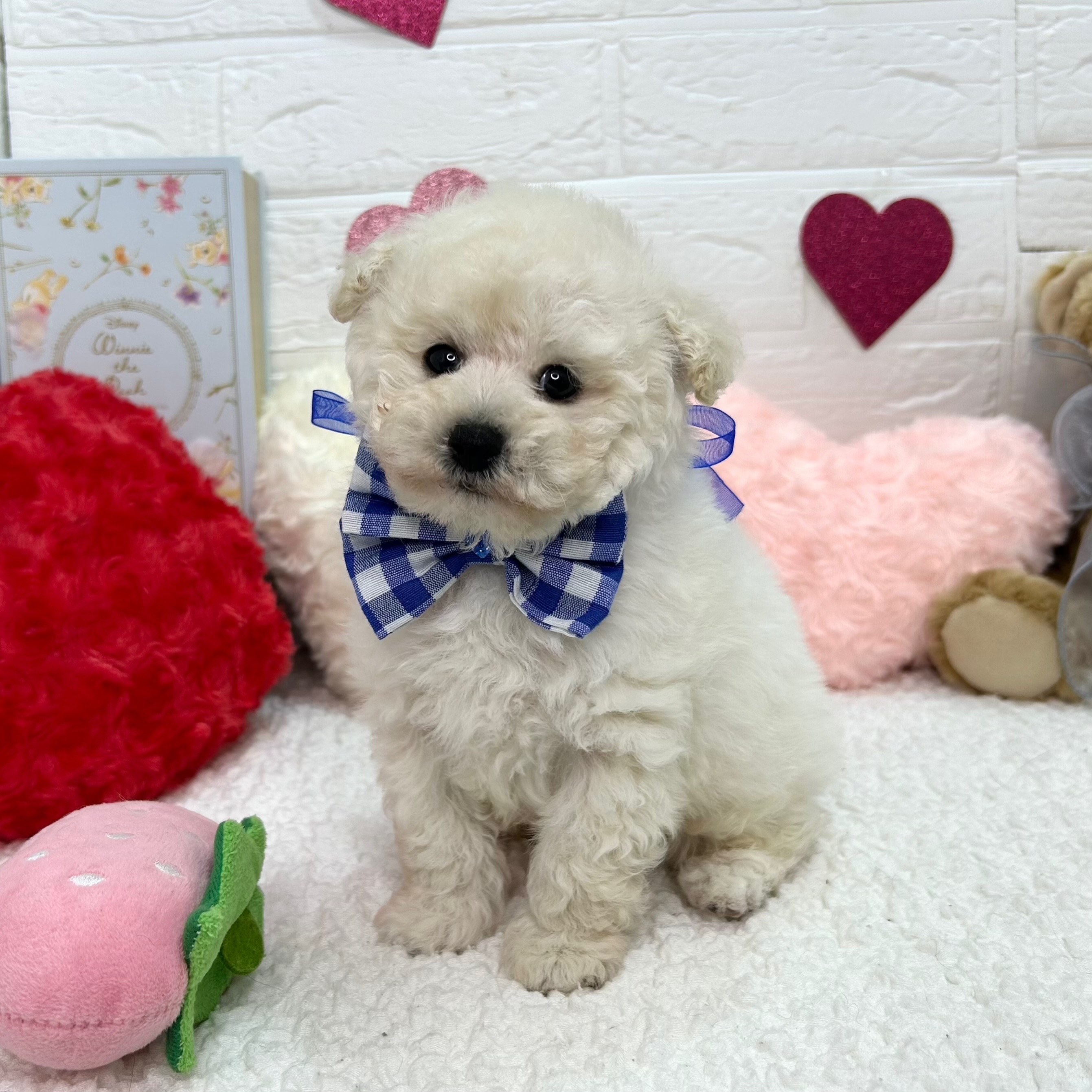 大阪府のトイプードル(トイ) (ペッツワン東大阪店/2025年12月3日生まれ/男の子/ホワイト)の子犬の1枚目の画像