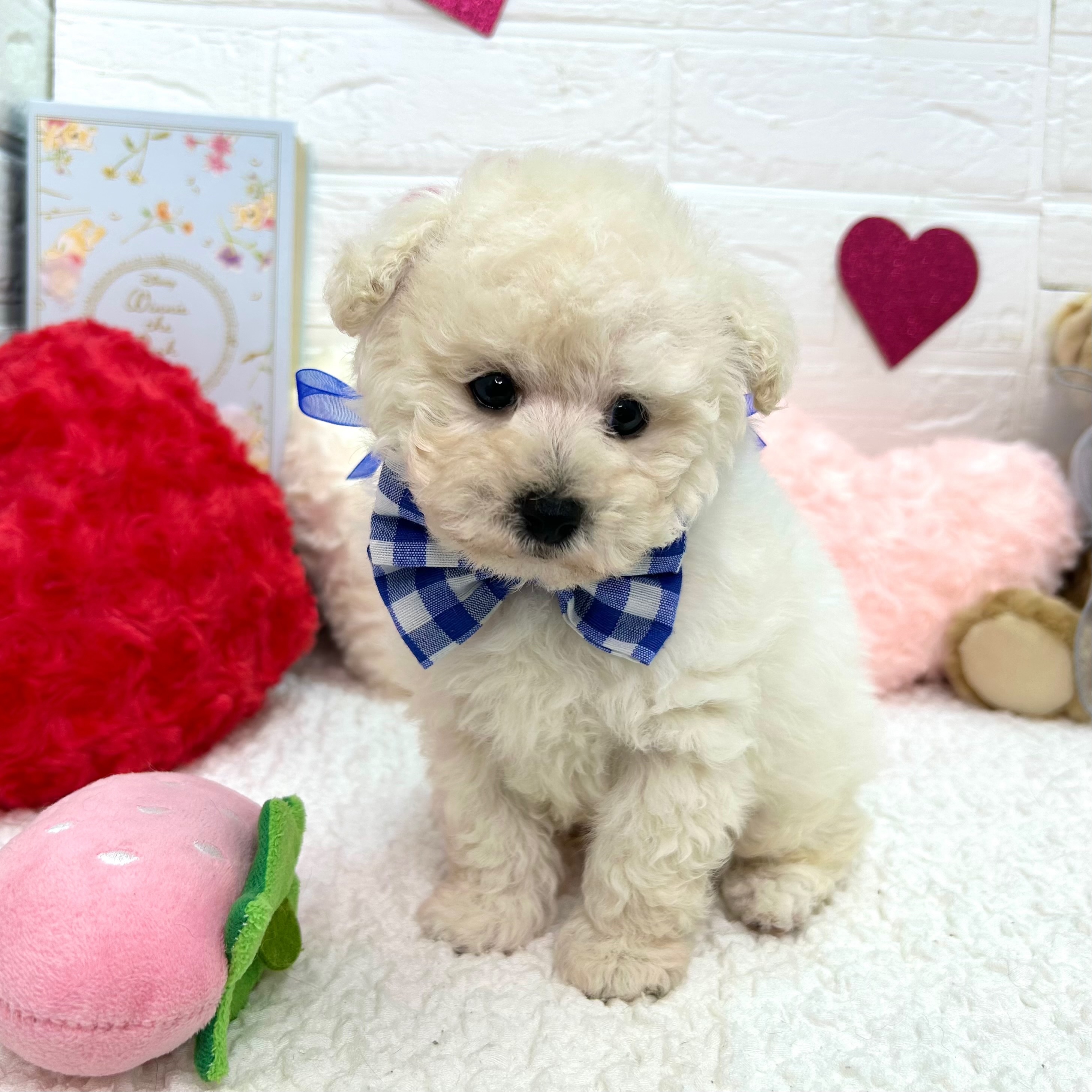 大阪府のトイプードル(トイ) (ペッツワン東大阪店/2025年12月3日生まれ/男の子/ホワイト)の子犬の3枚目の画像