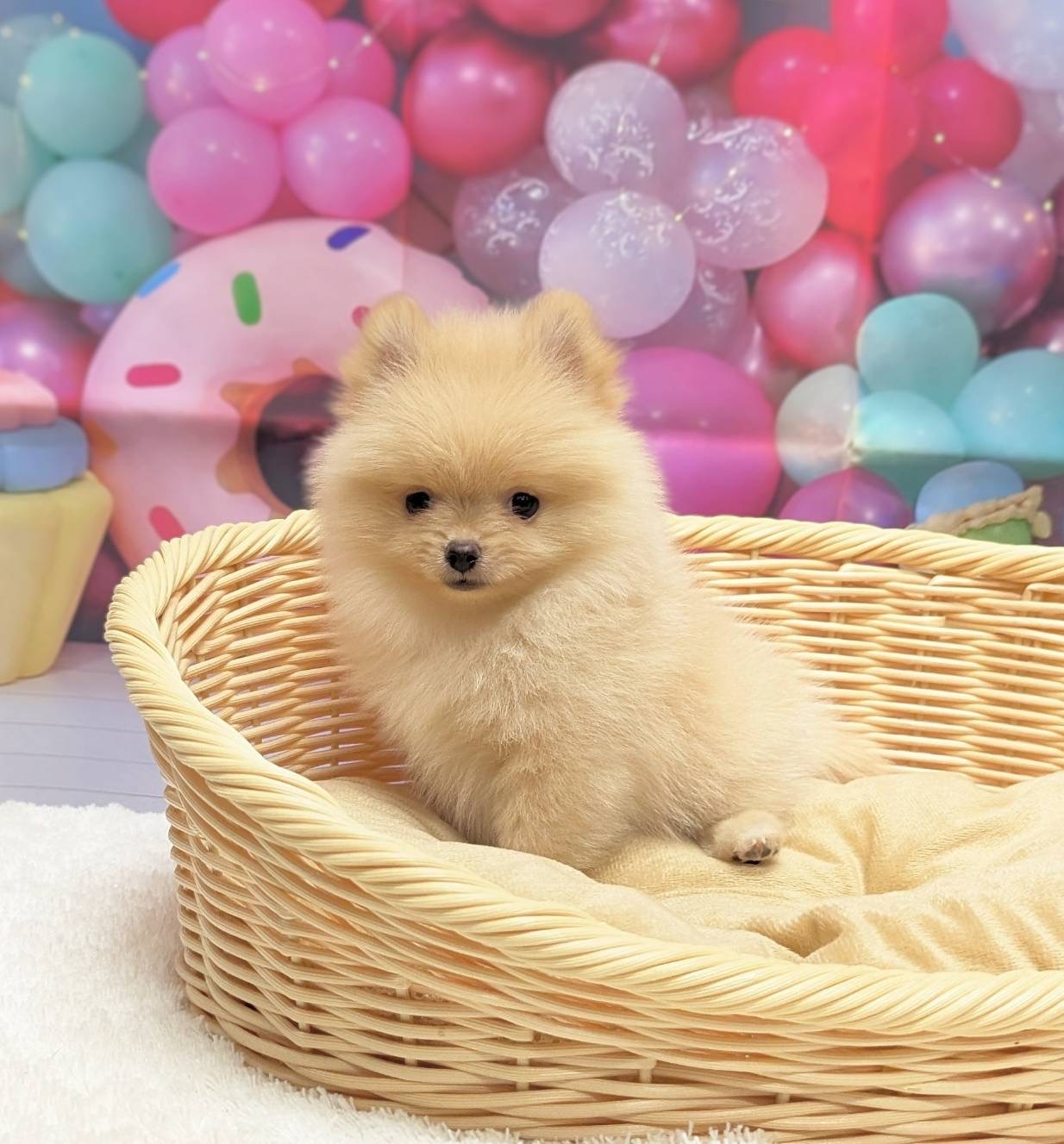 岡山県のポメラニアン (ペッツワンFC津山店/2025年11月8日生まれ/女の子/クリーム)の子犬