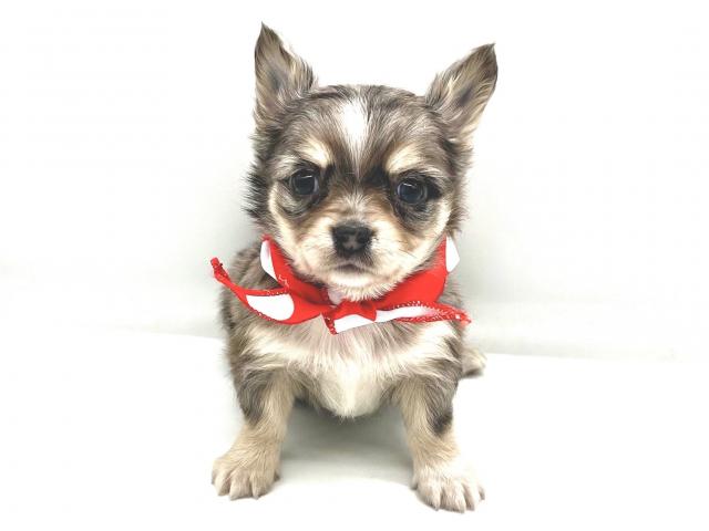 埼玉県のチワワ(ロング) (ペッツワンなめがわモール店/2025年12月2日生まれ/男の子/ブルーマール)の子犬