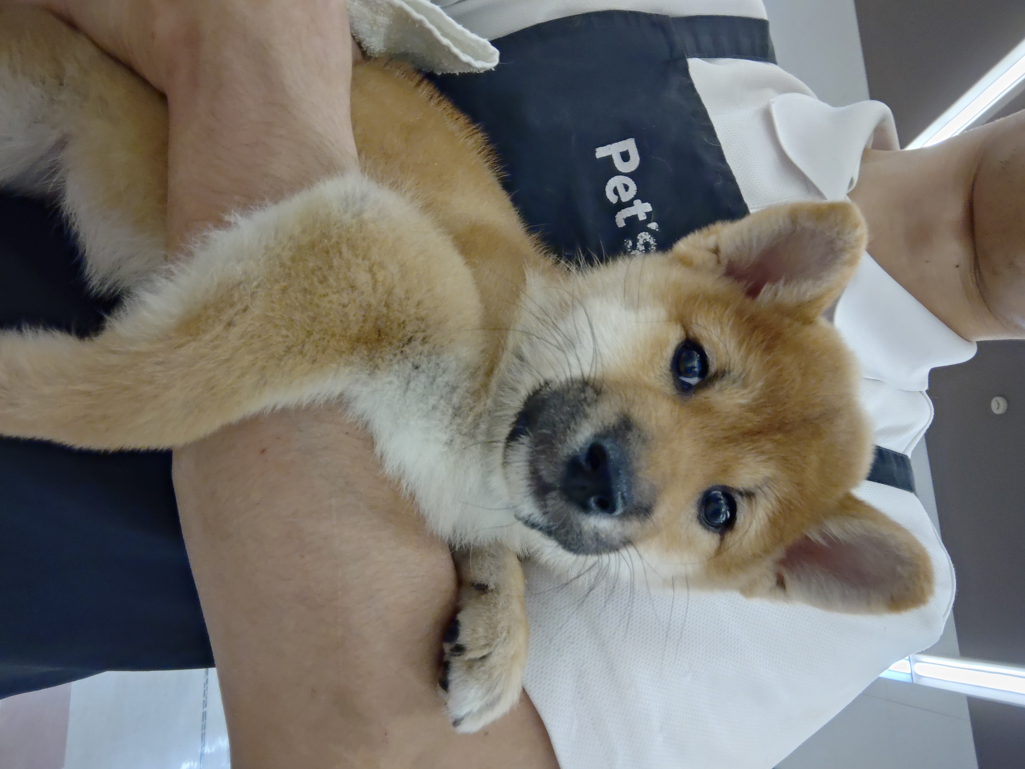 岐阜県の柴犬(標準サイズ) (ペッツワン関店/2025年9月21日生まれ/女の子/赤)の子犬の2枚目の画像