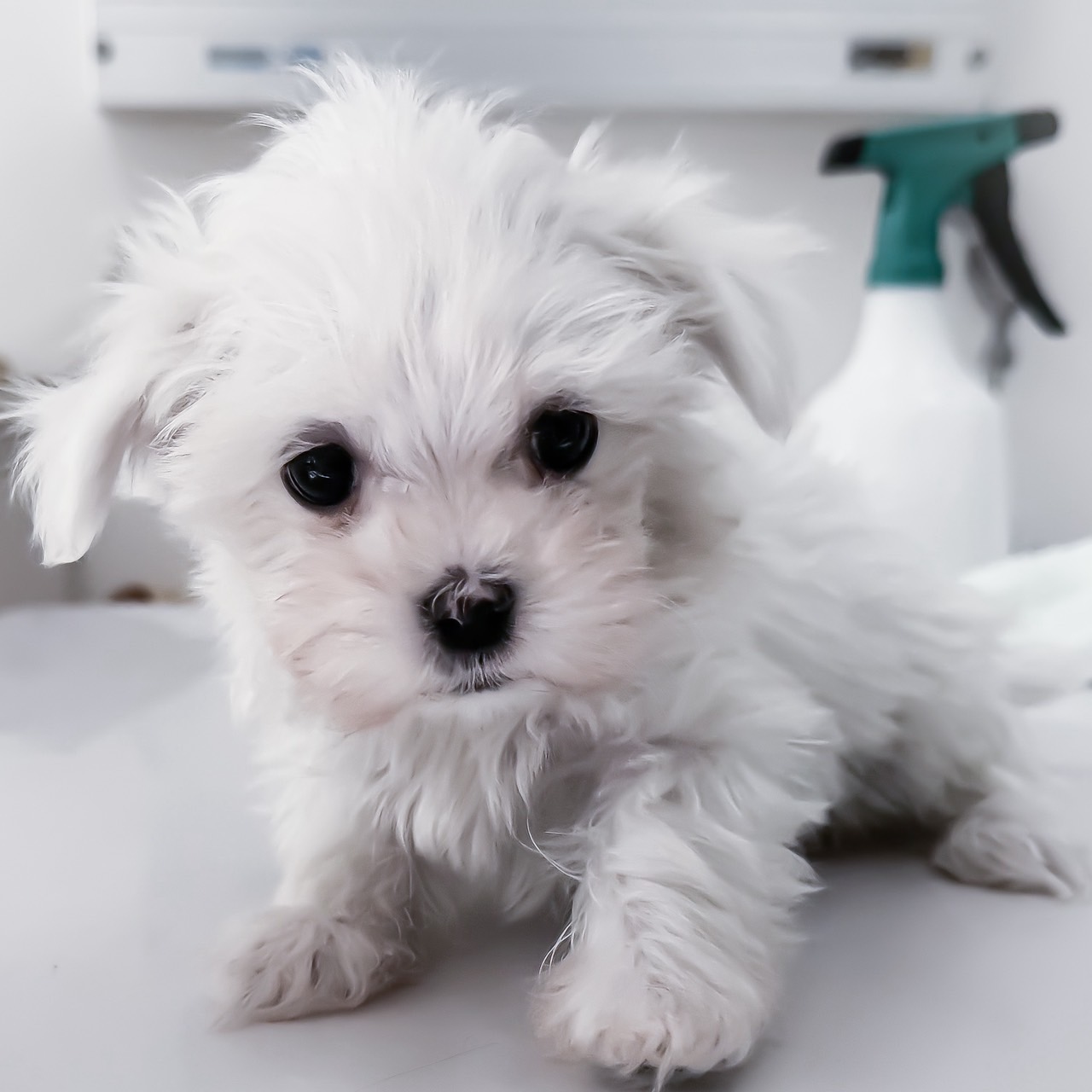 千葉県のマルチーズ (ペッツワン八街店/2025年11月28日生まれ/男の子/ホワイト)の子犬