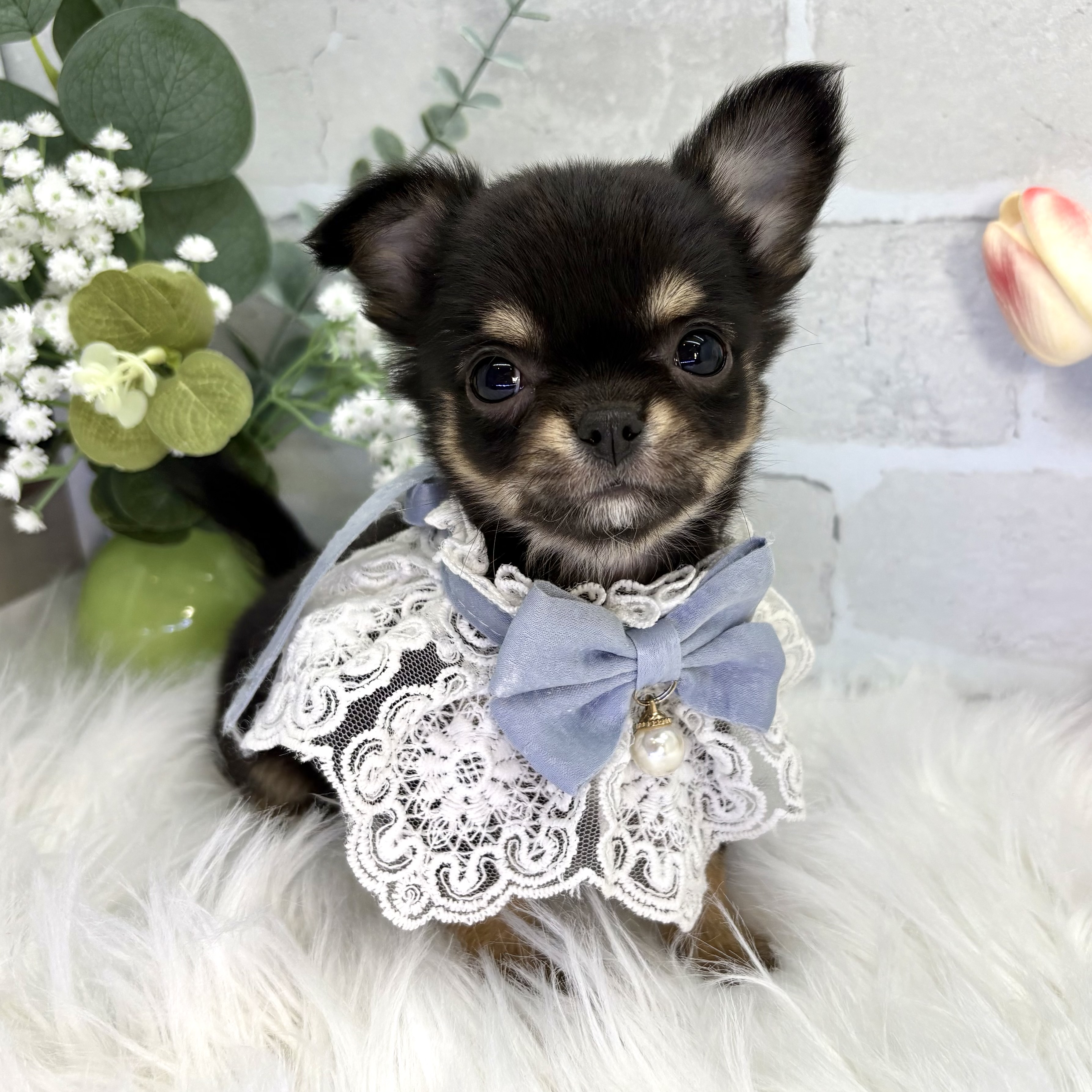 大阪府のチワワ(ロング) (ペッツワン高槻店/2025年11月22日生まれ/男の子/ブラックタン)の子犬の2枚目の画像