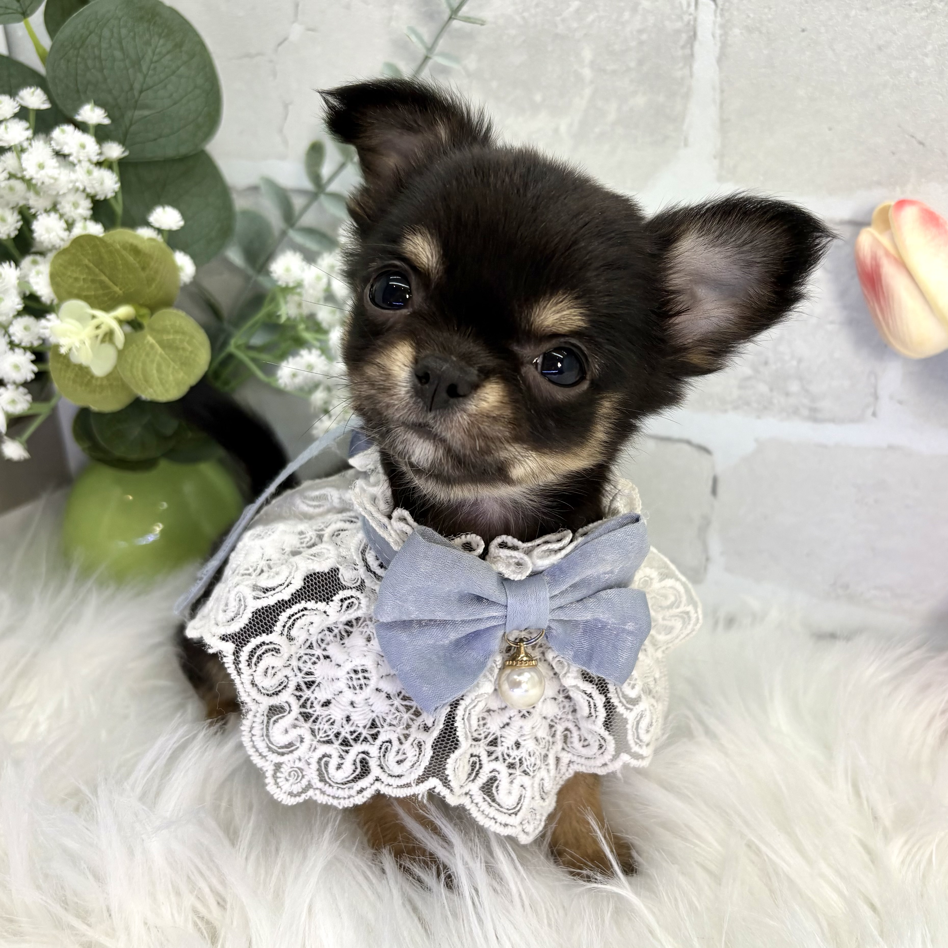 大阪府のチワワ(ロング) (ペッツワン高槻店/2025年11月22日生まれ/男の子/ブラックタン)の子犬の3枚目の画像