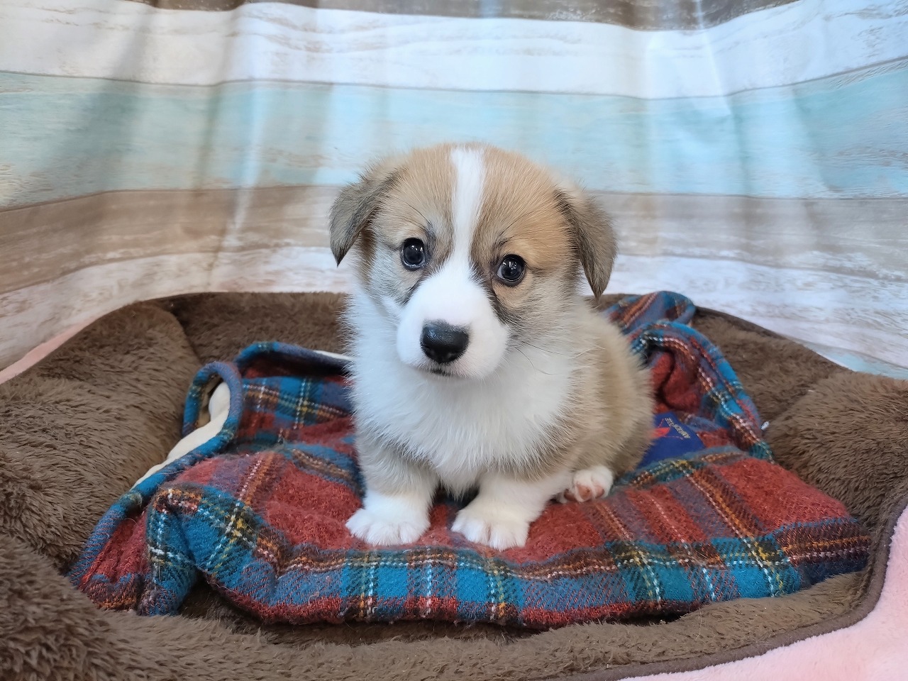 群馬県のウェルシュコーギーペンブローク (ペッツワン青柳店/2025年11月30日生まれ/女の子/レッドホワイト)の子犬