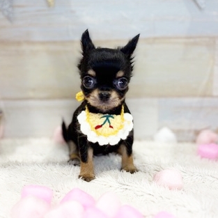 チワワ - 交野店 | ペッツワン