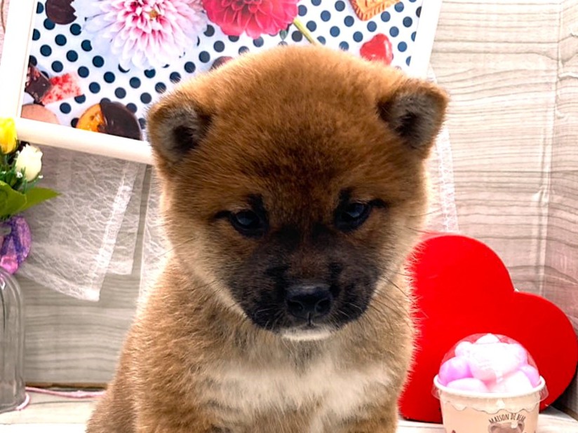 京都府の柴犬(標準サイズ) (ペッツワン木津川店/2025年11月29日生まれ/女の子/赤)の子犬