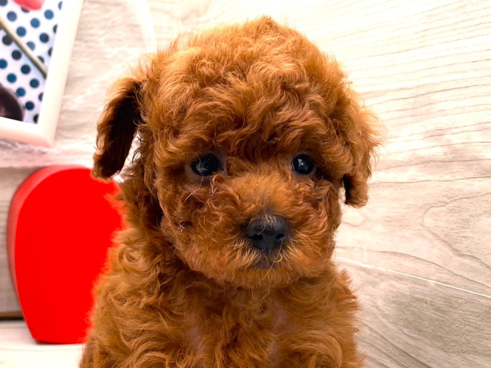 京都府のトイプードル(トイ) (ペッツワン木津川店/2025年11月27日生まれ/男の子/レッド)の子犬