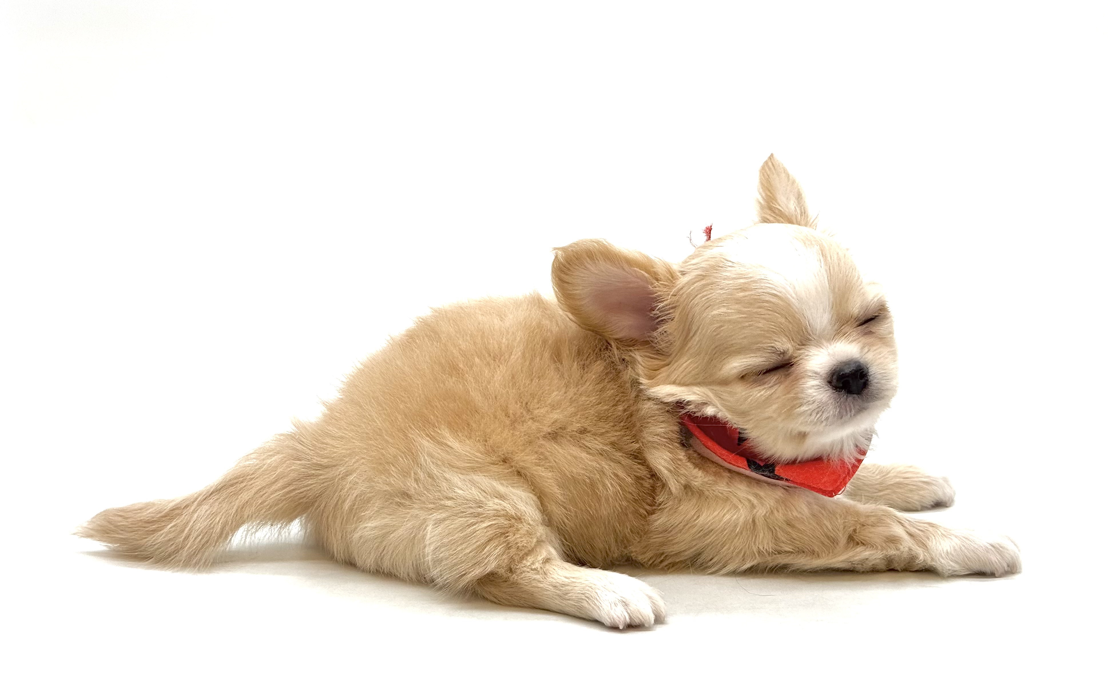 埼玉県のチワワ(ロング) (ペッツワン深谷川本店/2025年11月13日生まれ/男の子/クリーム)の子犬の3枚目の画像