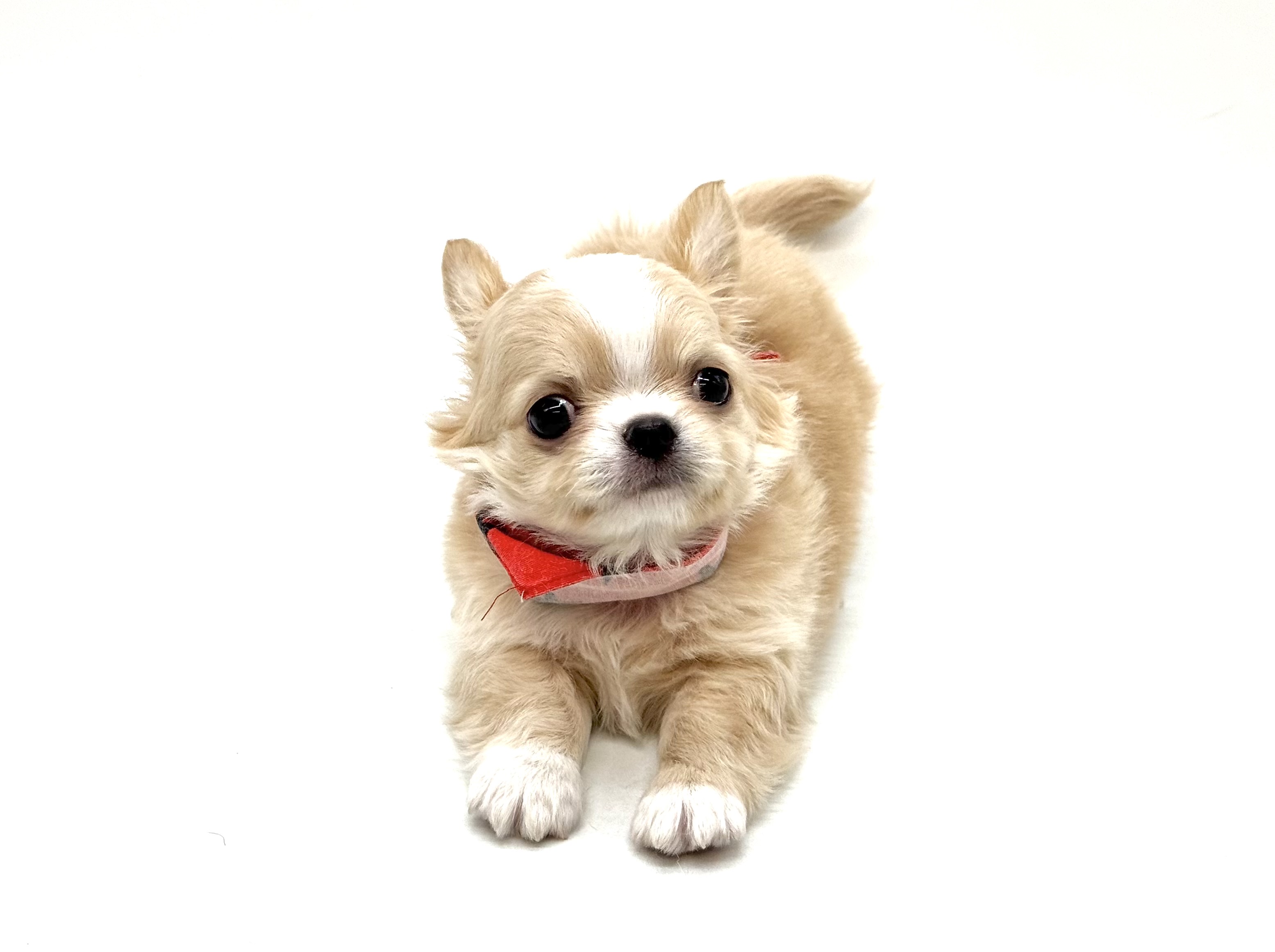 埼玉県のチワワ(ロング) (ペッツワン深谷川本店/2025年11月13日生まれ/男の子/クリーム)の子犬の2枚目の画像