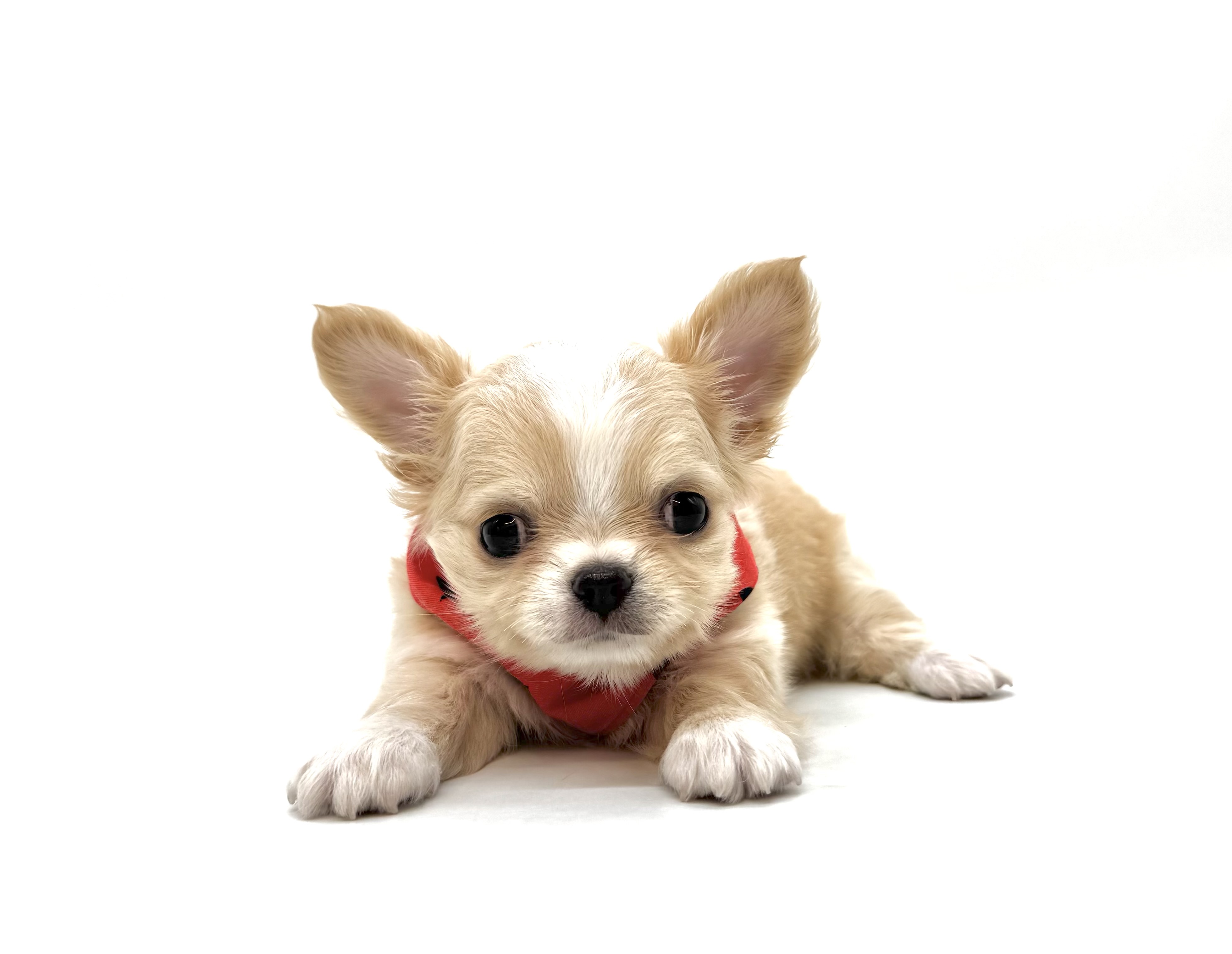 埼玉県のチワワ(ロング) (ペッツワン深谷川本店/2025年11月13日生まれ/男の子/クリーム)の子犬