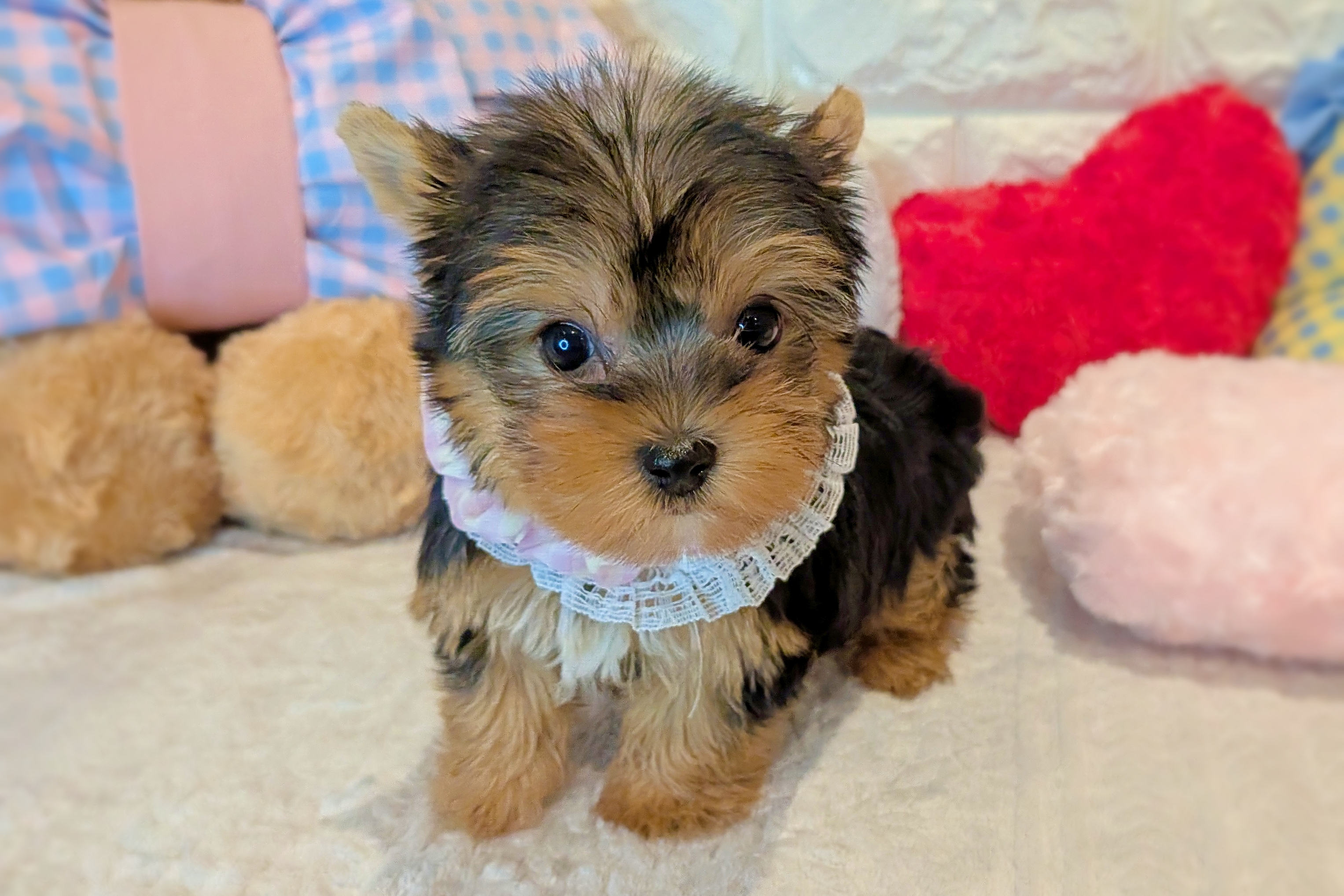 京都府のヨークシャーテリア (ペッツワン亀岡店/2025年12月1日生まれ/女の子/スチールブルータン)の子犬