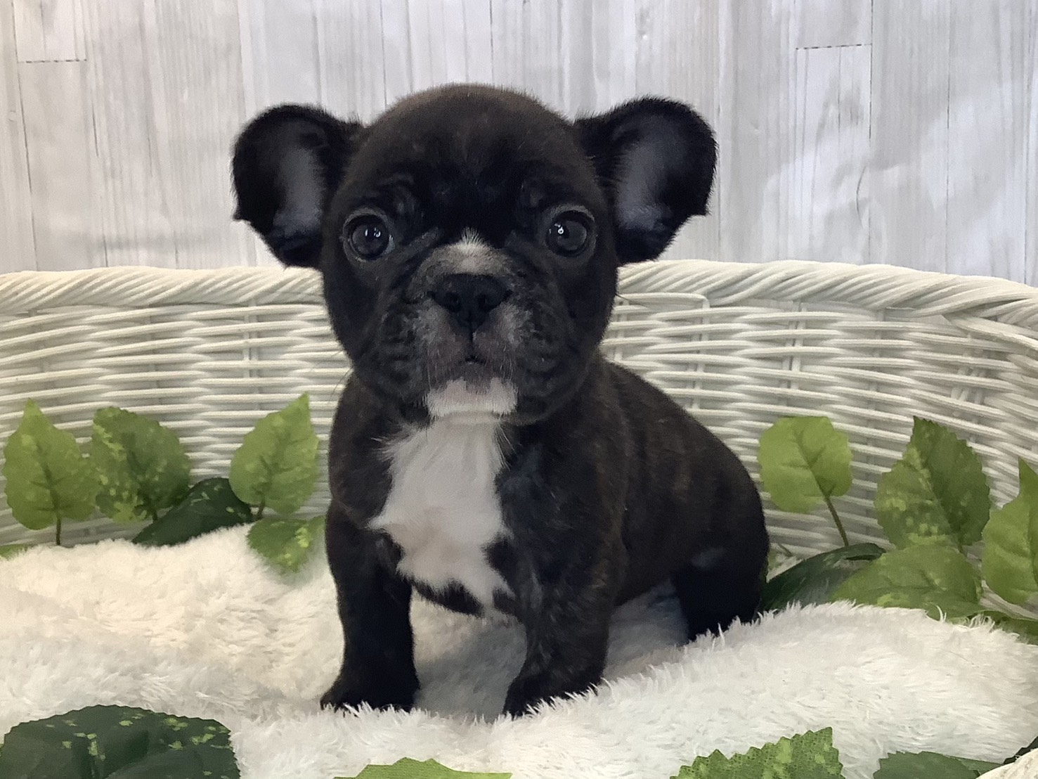 フレンチ・ブルドッグ - 稲沢ハーモニーランド店 | ペッツワン