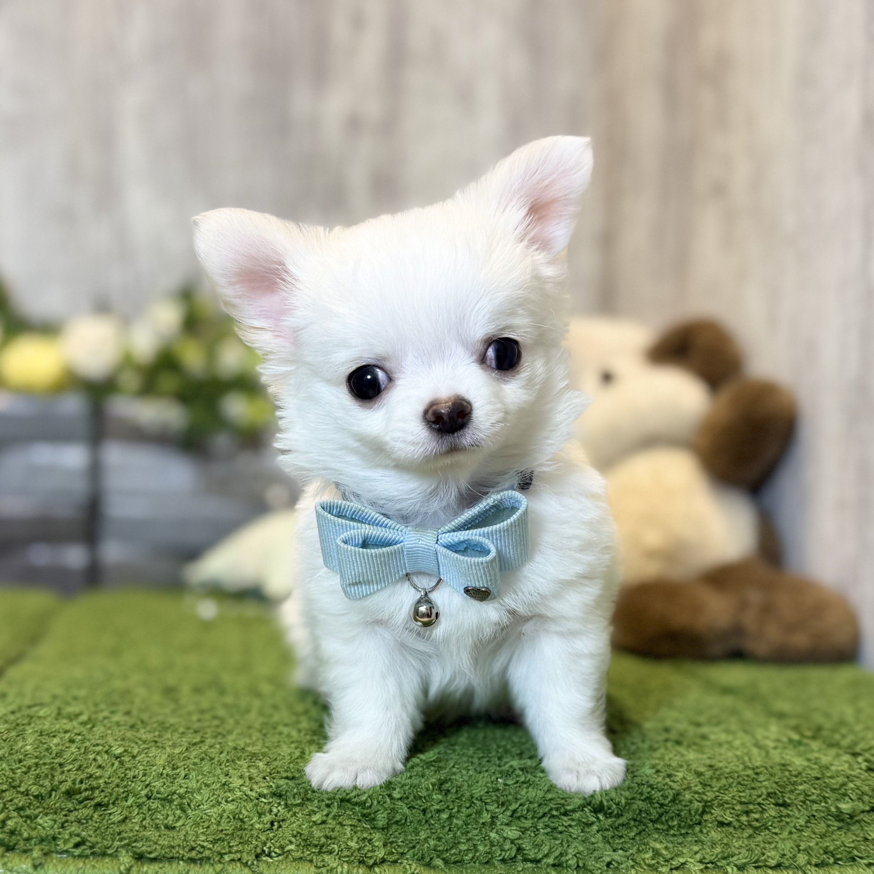 兵庫県のチワワ(ロング) (ペッツワン姫路大津店/2025年12月2日生まれ/男の子/ホワイトクリーム)の子犬の1枚目の画像