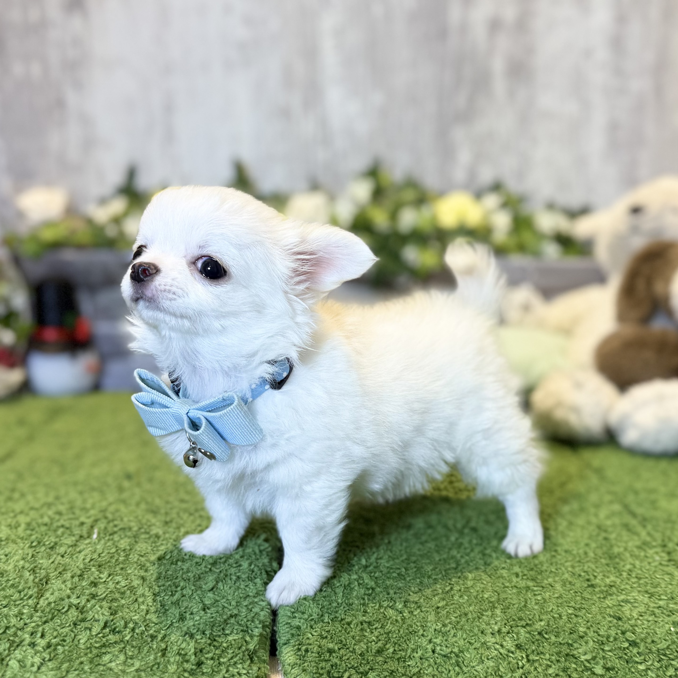 兵庫県のチワワ(ロング) (ペッツワン姫路大津店/2025年12月2日生まれ/男の子/ホワイトクリーム)の子犬の2枚目の画像