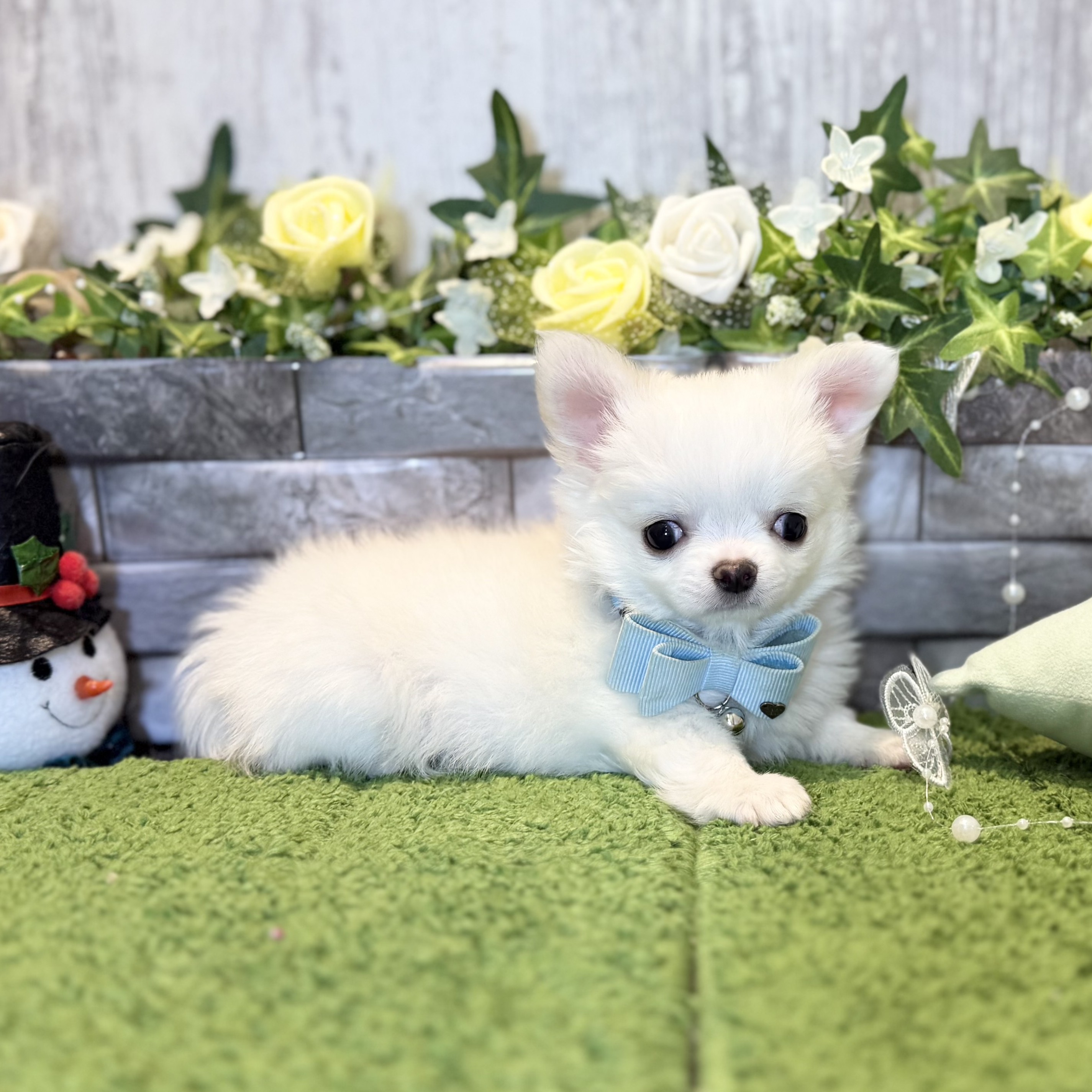 兵庫県のチワワ(ロング) (ペッツワン姫路大津店/2025年12月2日生まれ/男の子/ホワイトクリーム)の子犬の3枚目の画像