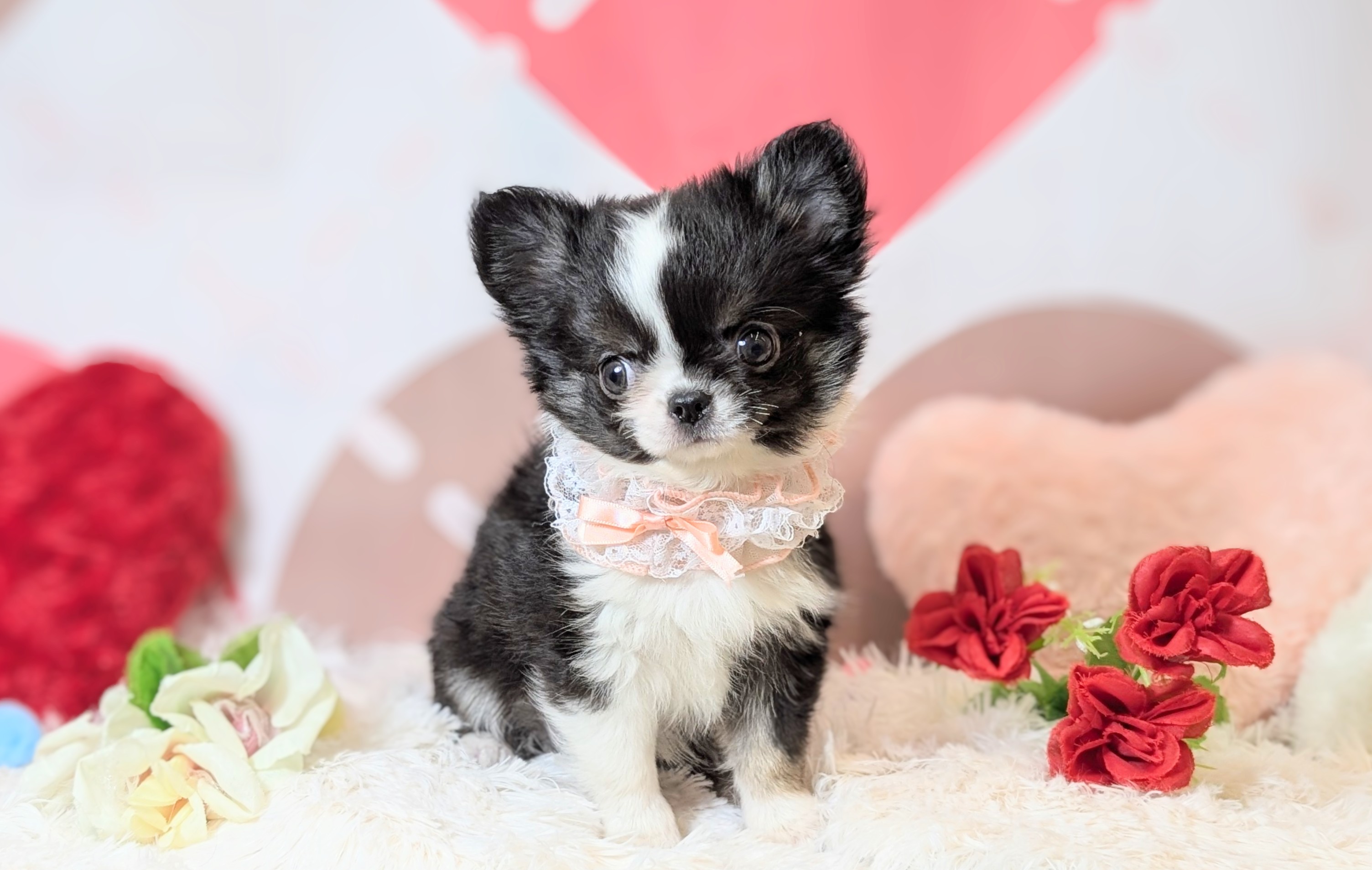 兵庫県のチワワ(ロング) (ペッツワン神戸西神南店/2025年11月23日生まれ/女の子/ブラックタンホワイト)の子犬