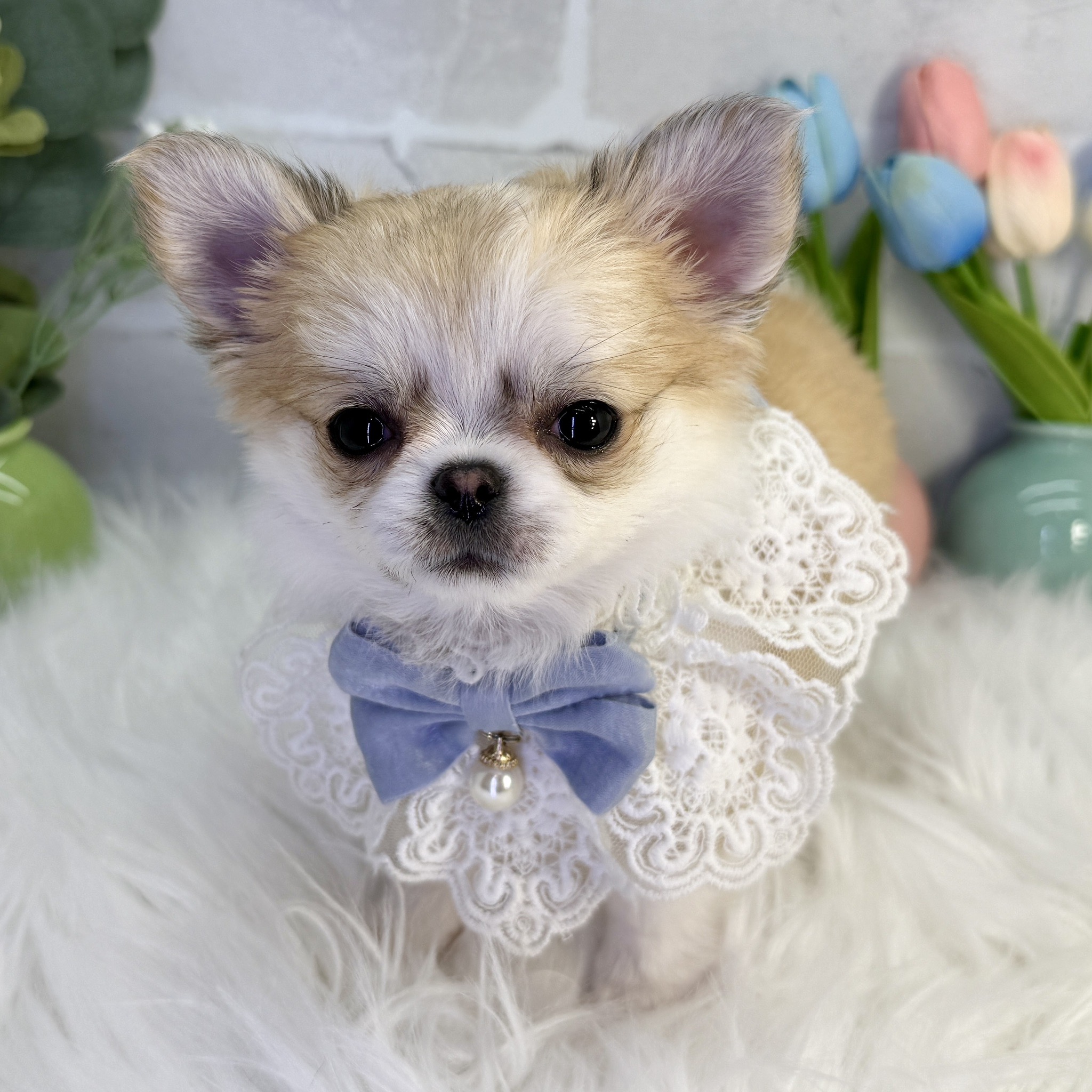 大阪府のチワワ(ロング) (ペッツワン高槻店/2025年12月2日生まれ/男の子/レッドホワイト)の子犬の2枚目の画像