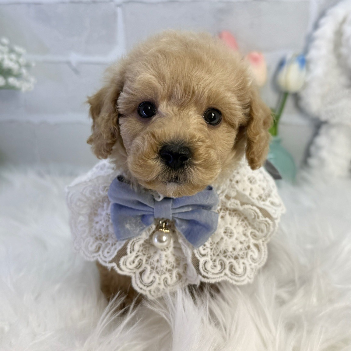 大阪府のトイプードル(トイ) (ペッツワン高槻店/2025年11月21日生まれ/男の子/ペールフォーン)の子犬の1枚目の画像
