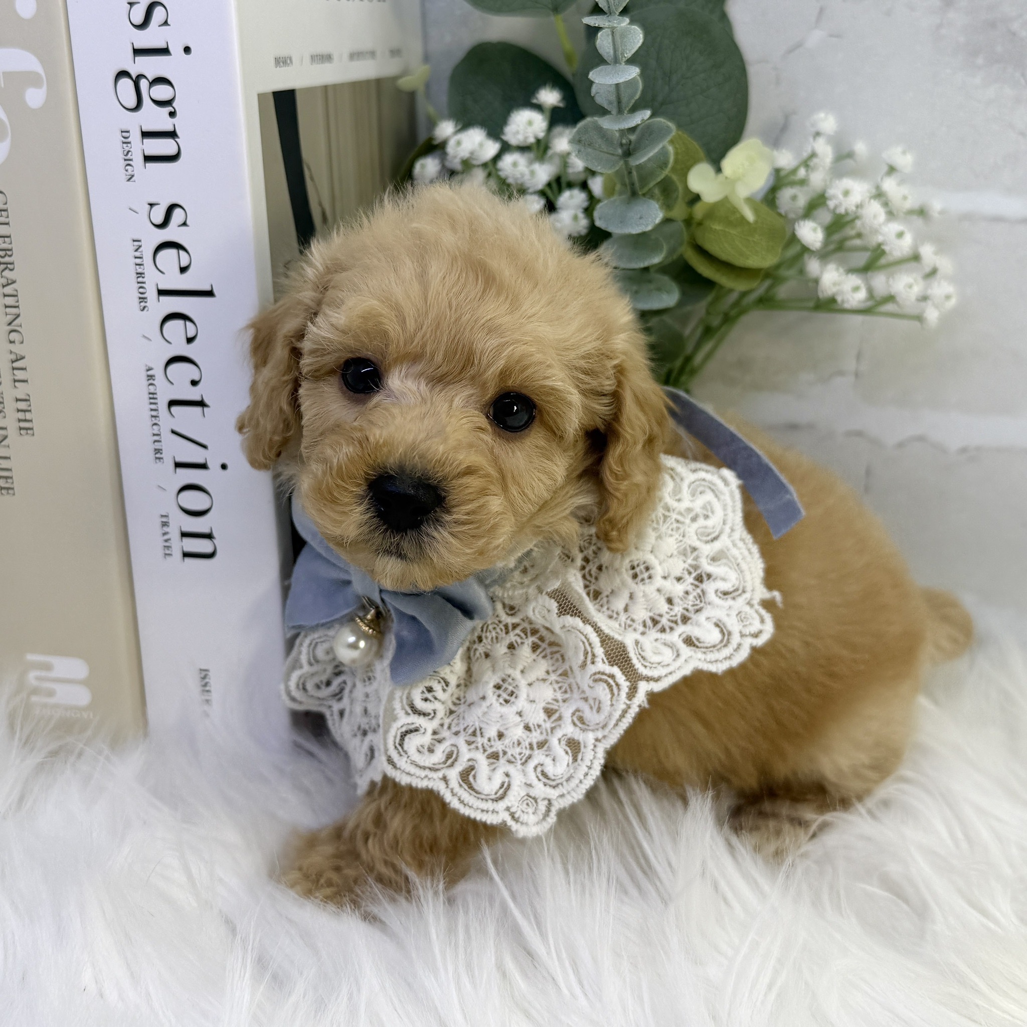 大阪府のトイプードル(トイ) (ペッツワン高槻店/2025年11月21日生まれ/男の子/ペールフォーン)の子犬の3枚目の画像