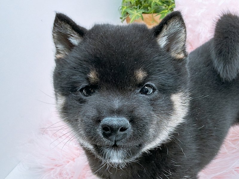 愛知県の豆柴 (ペッツワン小牧店/2025年11月25日生まれ/男の子/ブラック)の子犬
