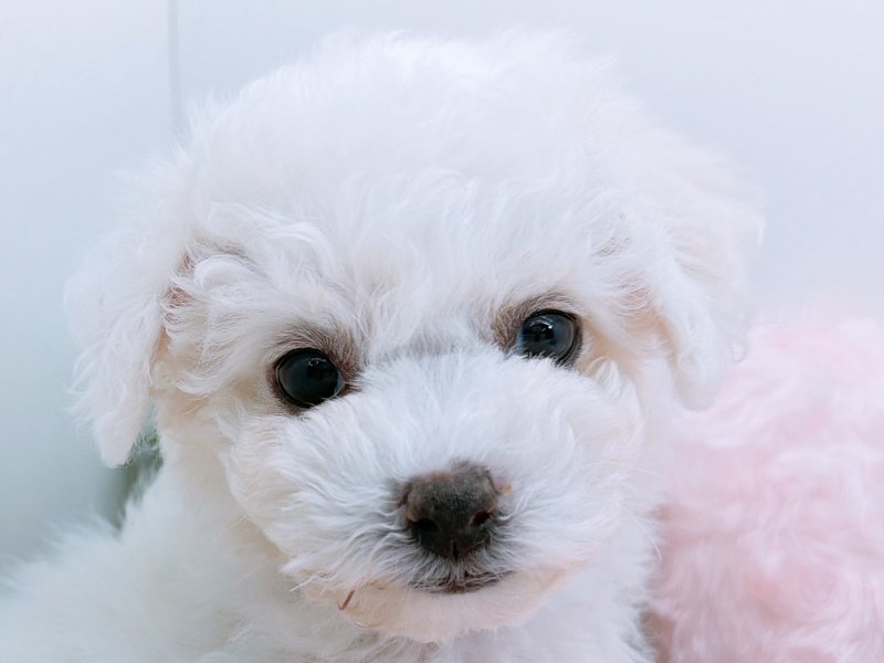 愛知県のビションフリーゼ (ペッツワン小牧店/2025年11月29日生まれ/女の子/ホワイト)の子犬