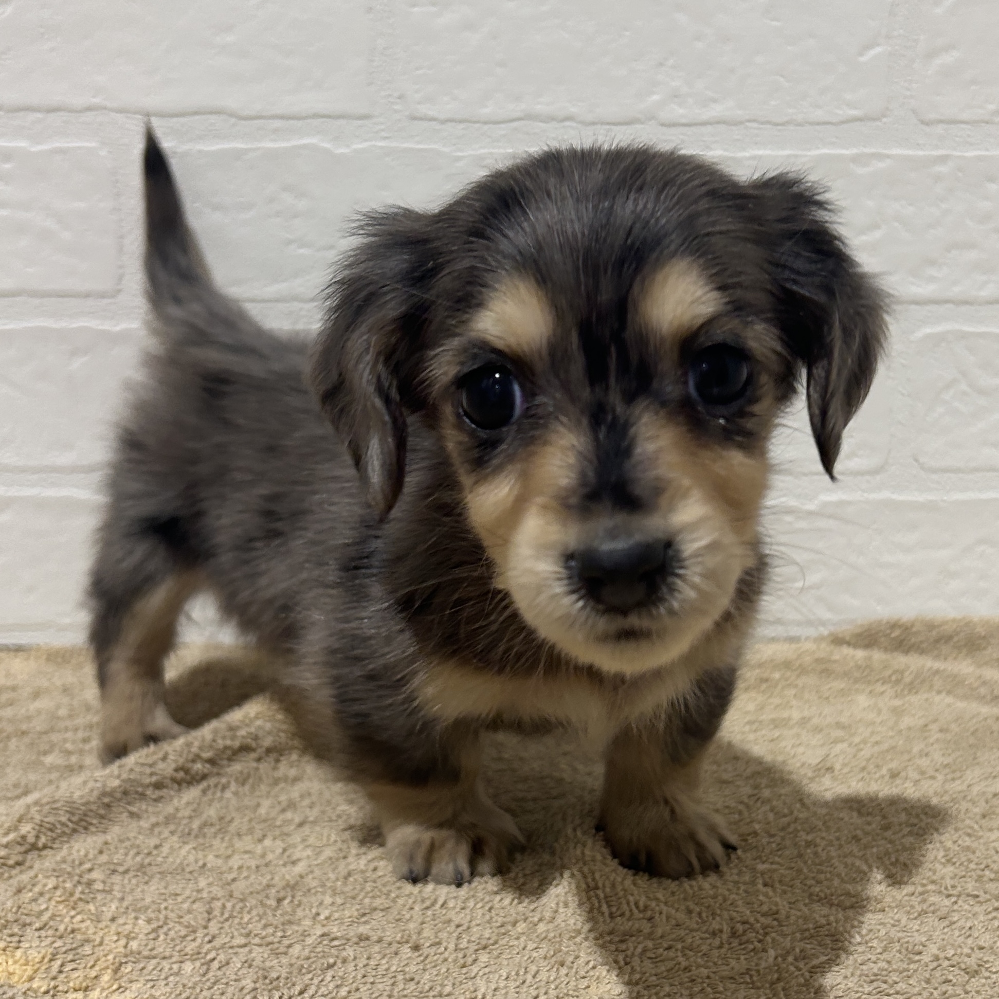 愛知県のミニチュアダックスフンド(ロング) (ペッツワン常滑店/2025年12月5日生まれ/女の子/シルバーダップル)の子犬