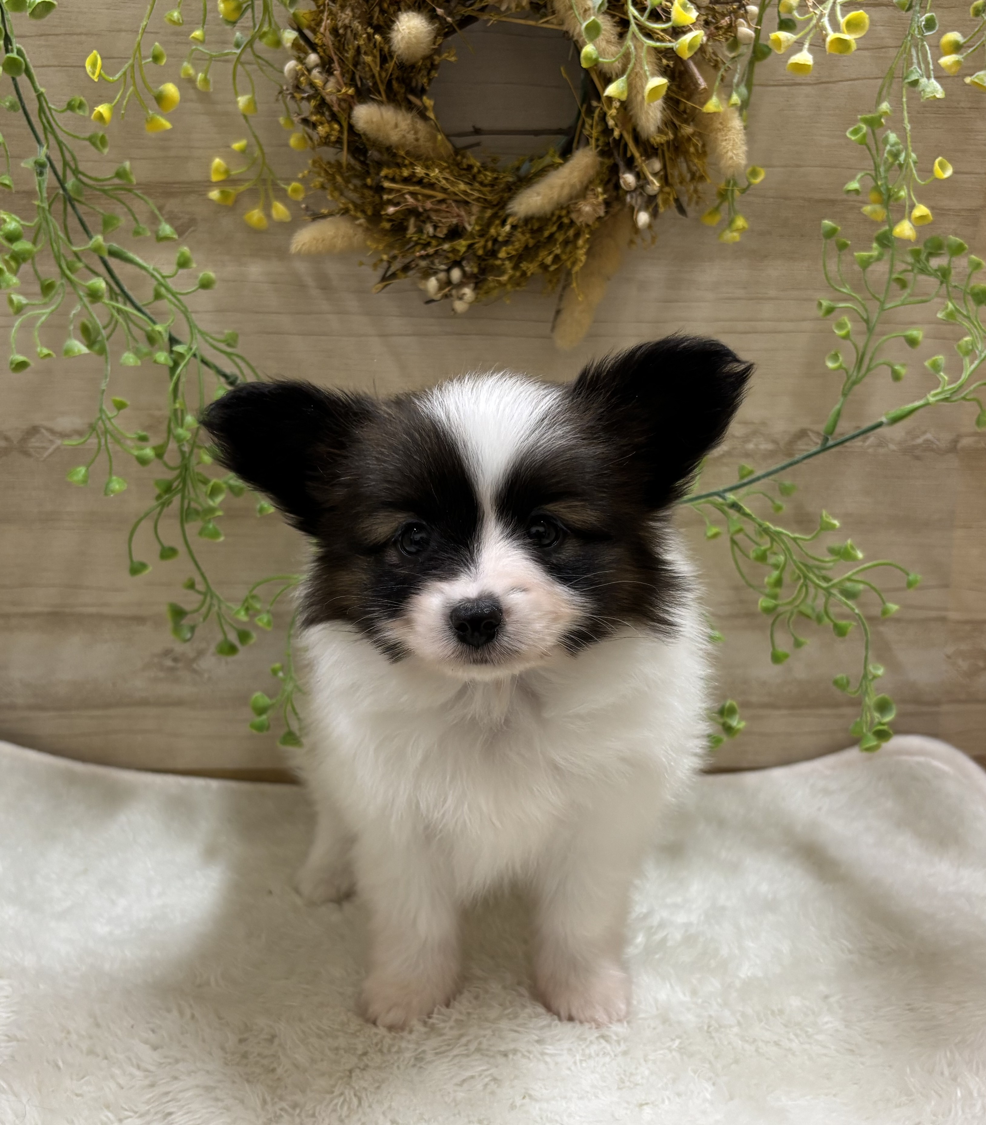 三重県のパピヨン (ペッツワンみえ川越インター店/2025年12月7日生まれ/男の子/ホワイトブラウン)の子犬