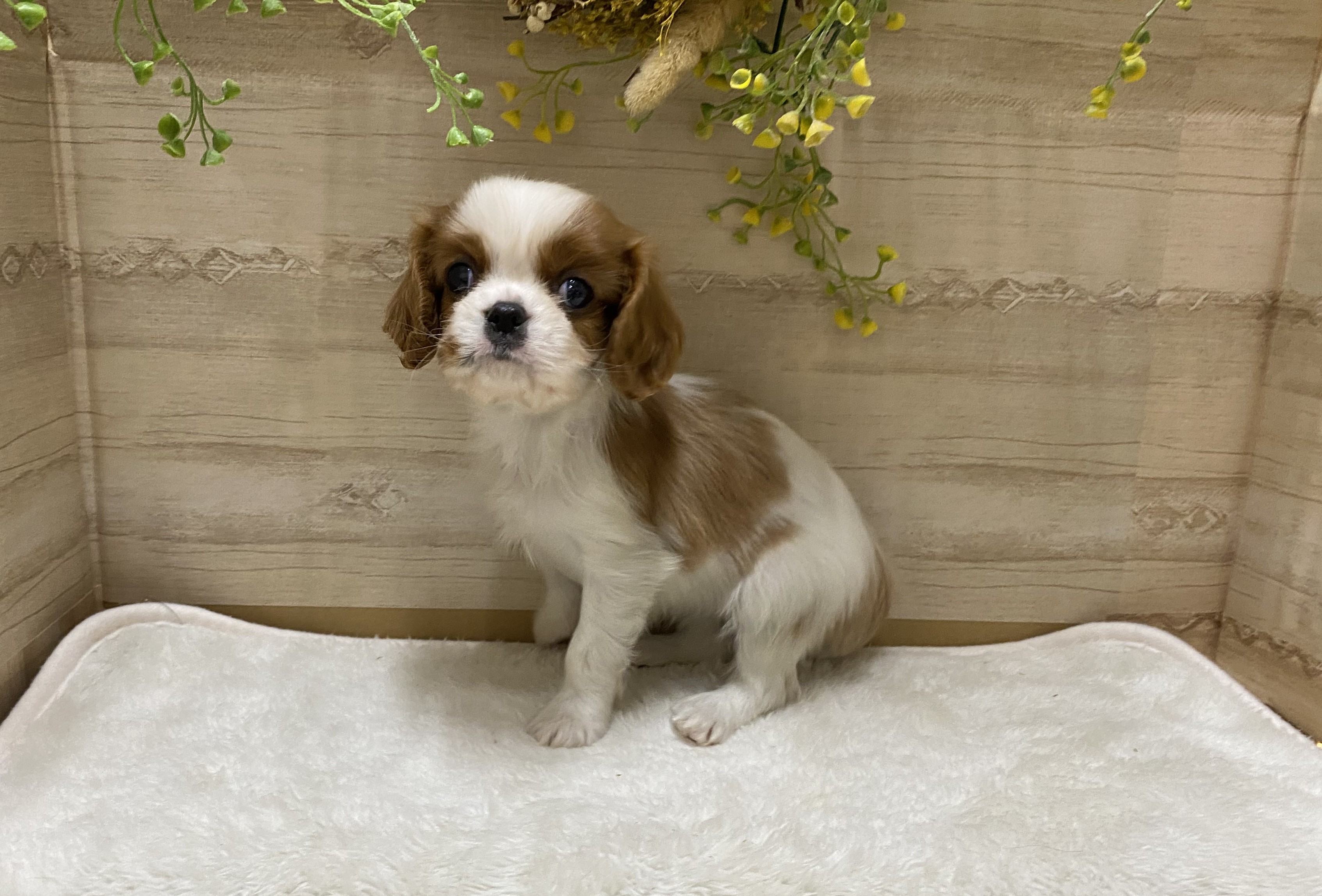 三重県のキャバリアキングチャールズスパニエル (ペッツワンみえ川越インター店/2025年12月5日生まれ/女の子/ブレンハイム)の子犬