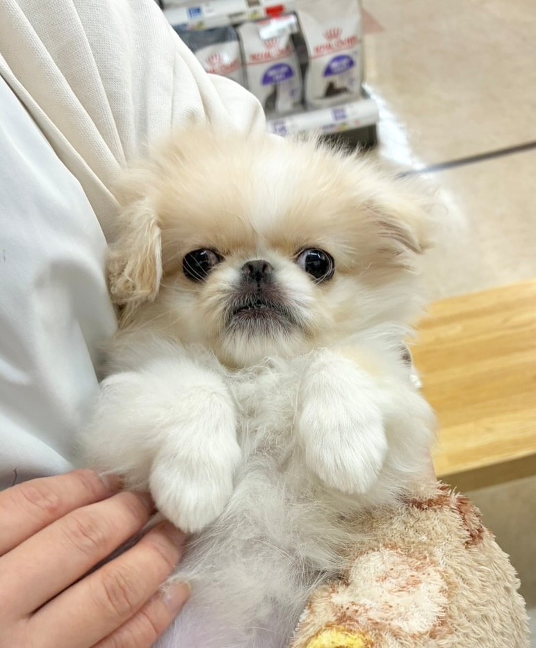 岐阜県のペキニーズ (ペッツワン可児店/2025年11月8日生まれ/女の子/クリームホワイト)の子犬の3枚目の画像